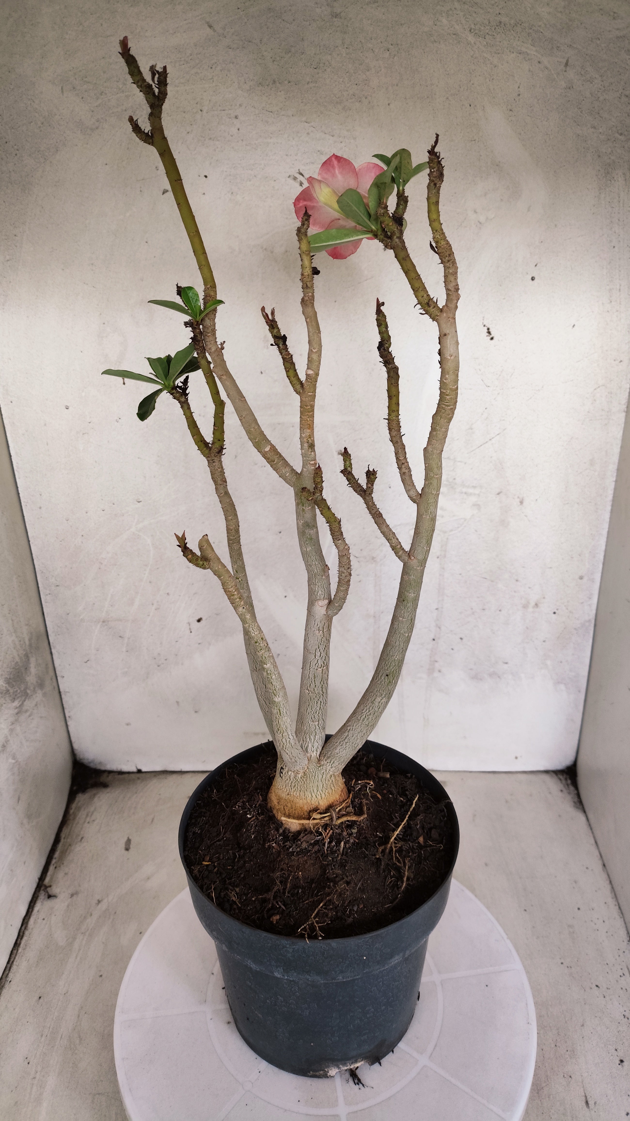 MATRIZ Planta Dobrada 204 – 40cm – 03 anos - Vaso 17