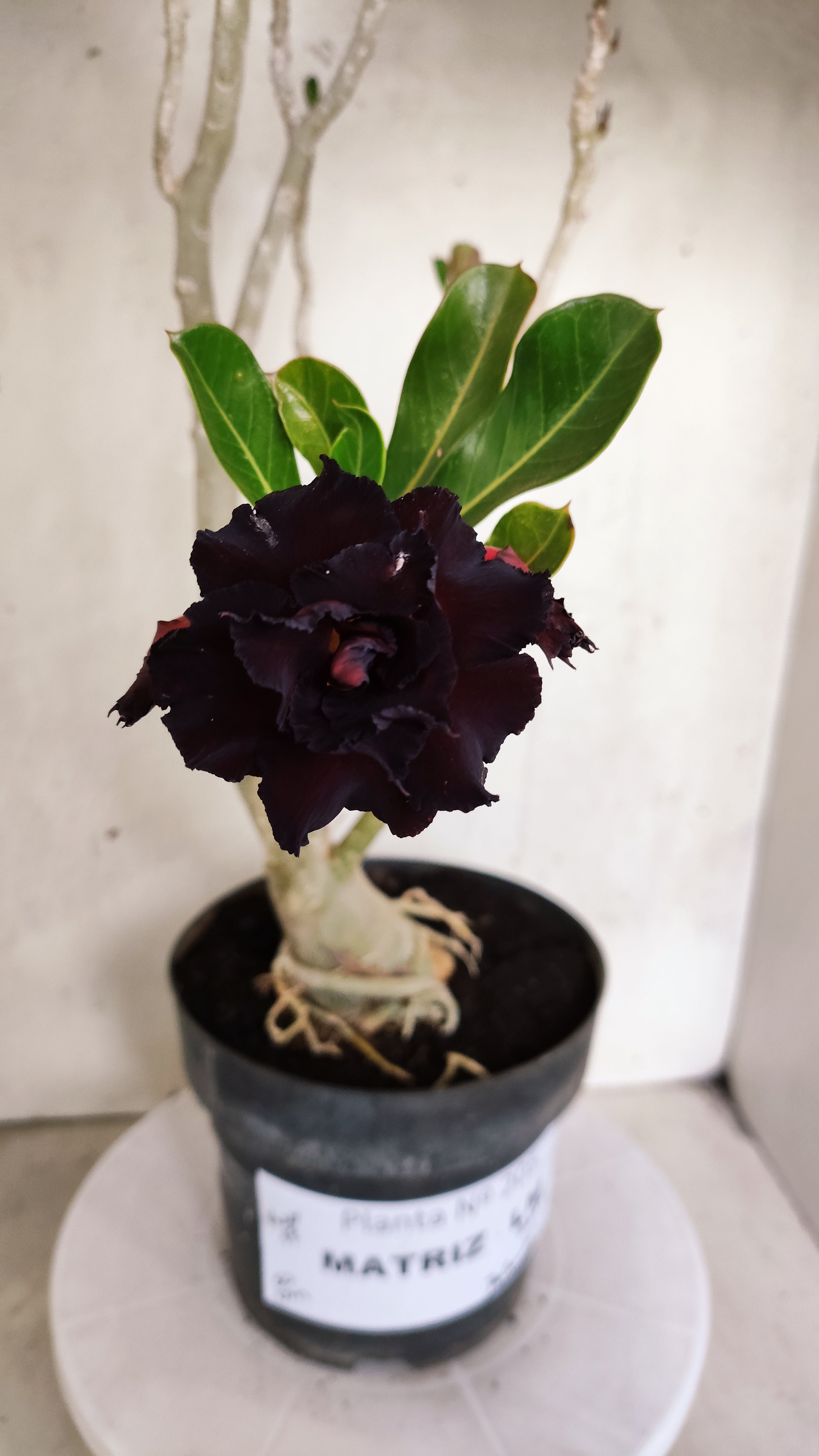 MATRIZ Planta Dobrada 205 – 50cm – 04 anos - Vaso 17