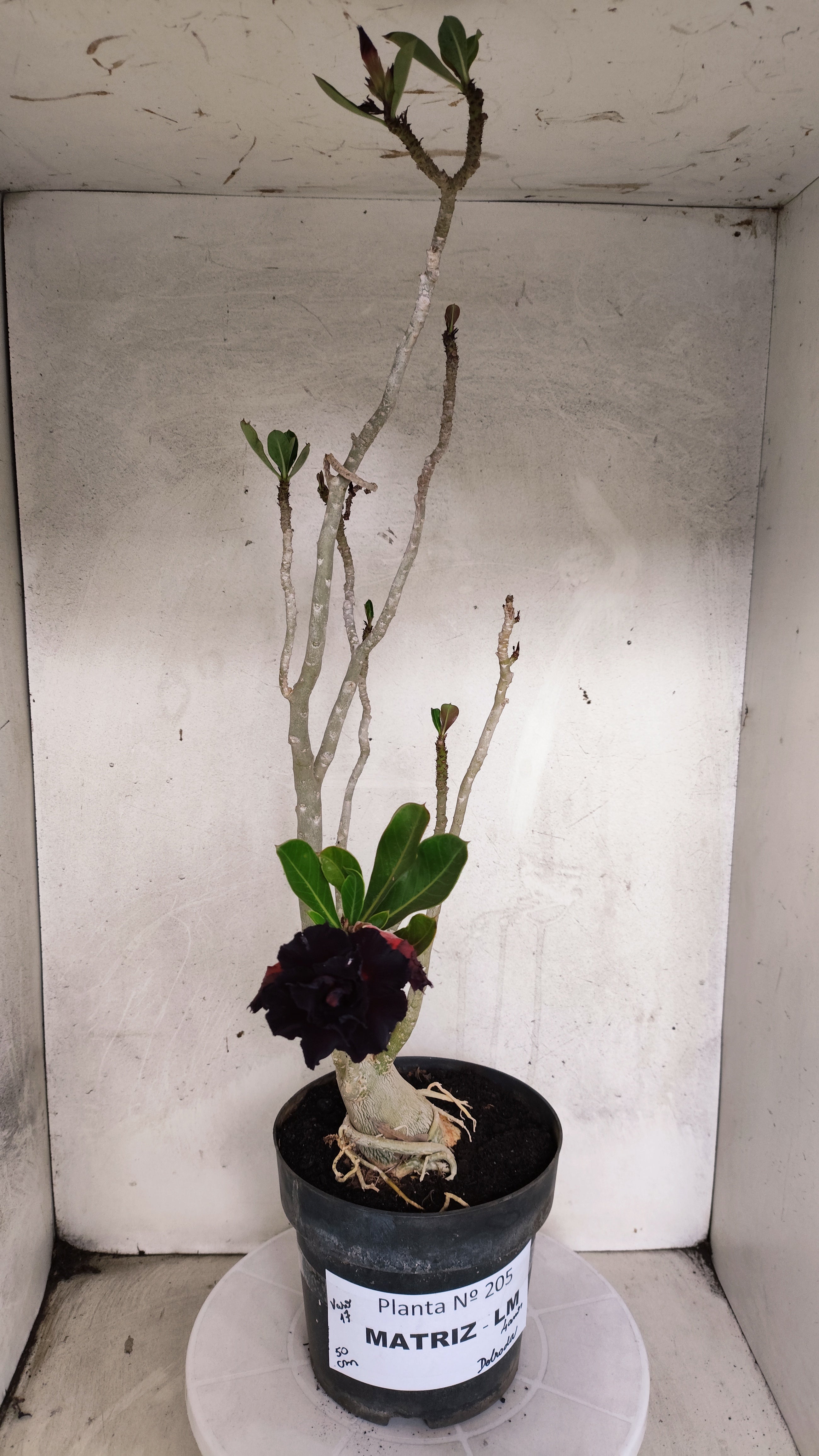 MATRIZ Planta Dobrada 205 – 50cm – 04 anos - Vaso 17