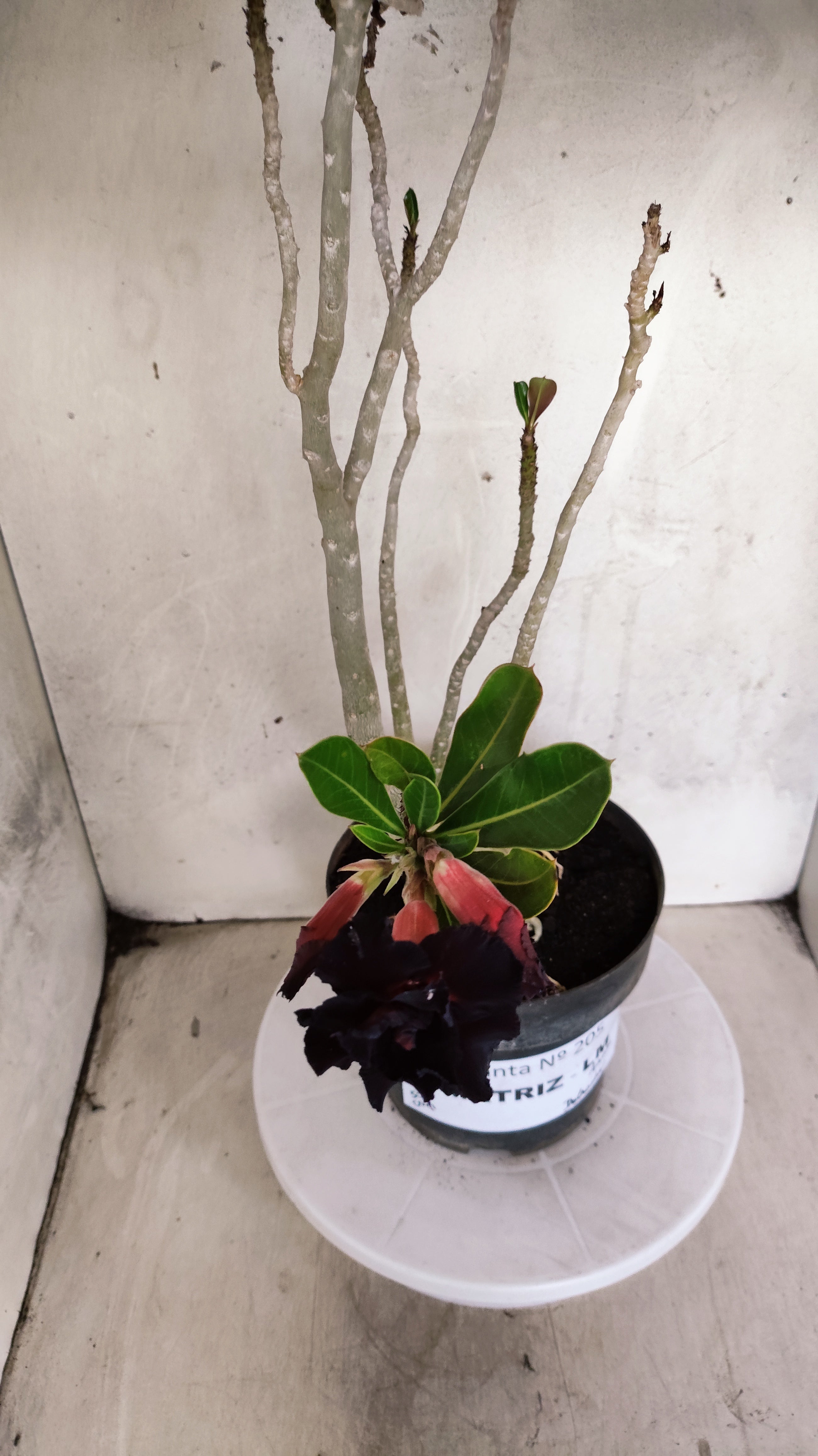 MATRIZ Planta Dobrada 205 – 50cm – 04 anos - Vaso 17