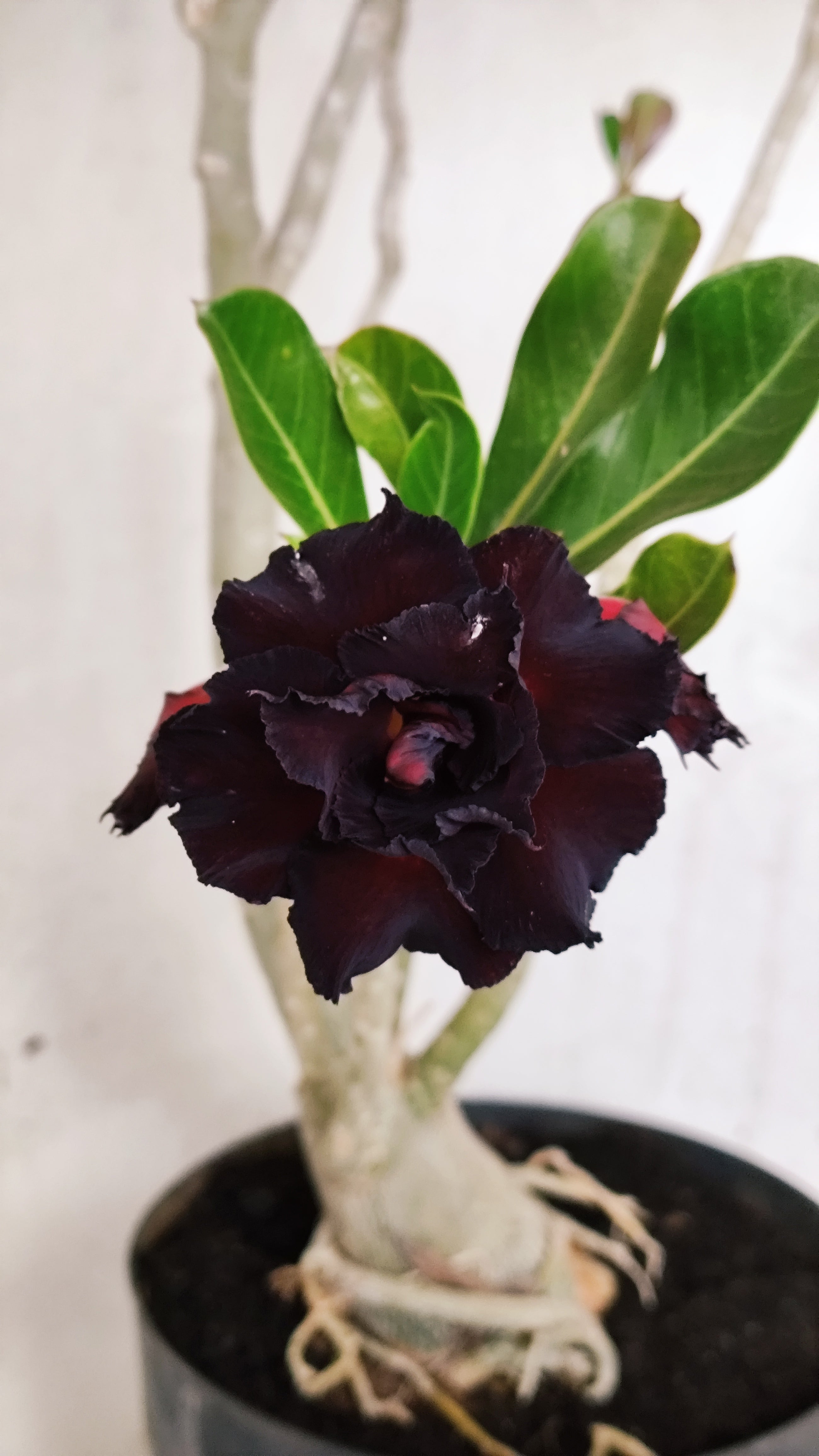 MATRIZ Planta Dobrada 205 – 50cm – 04 anos - Vaso 17