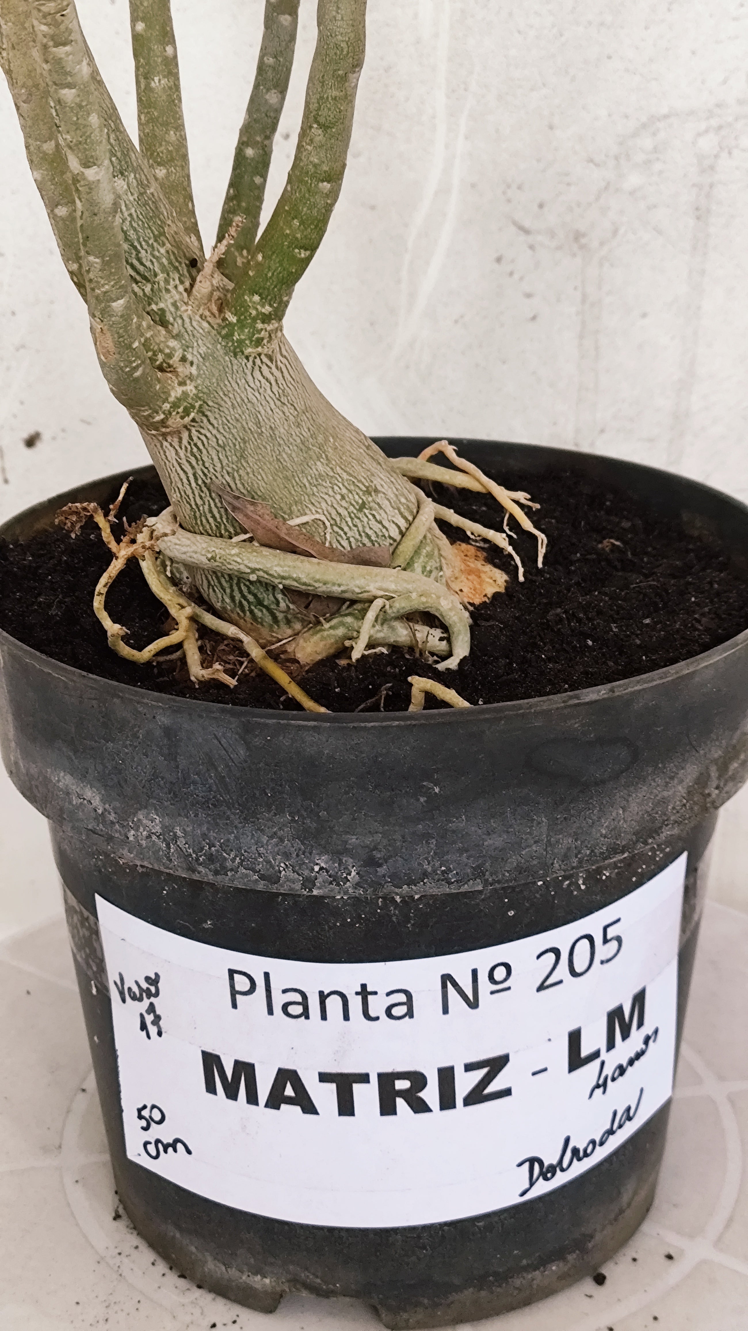 MATRIZ Planta Dobrada 205 – 50cm – 04 anos - Vaso 17
