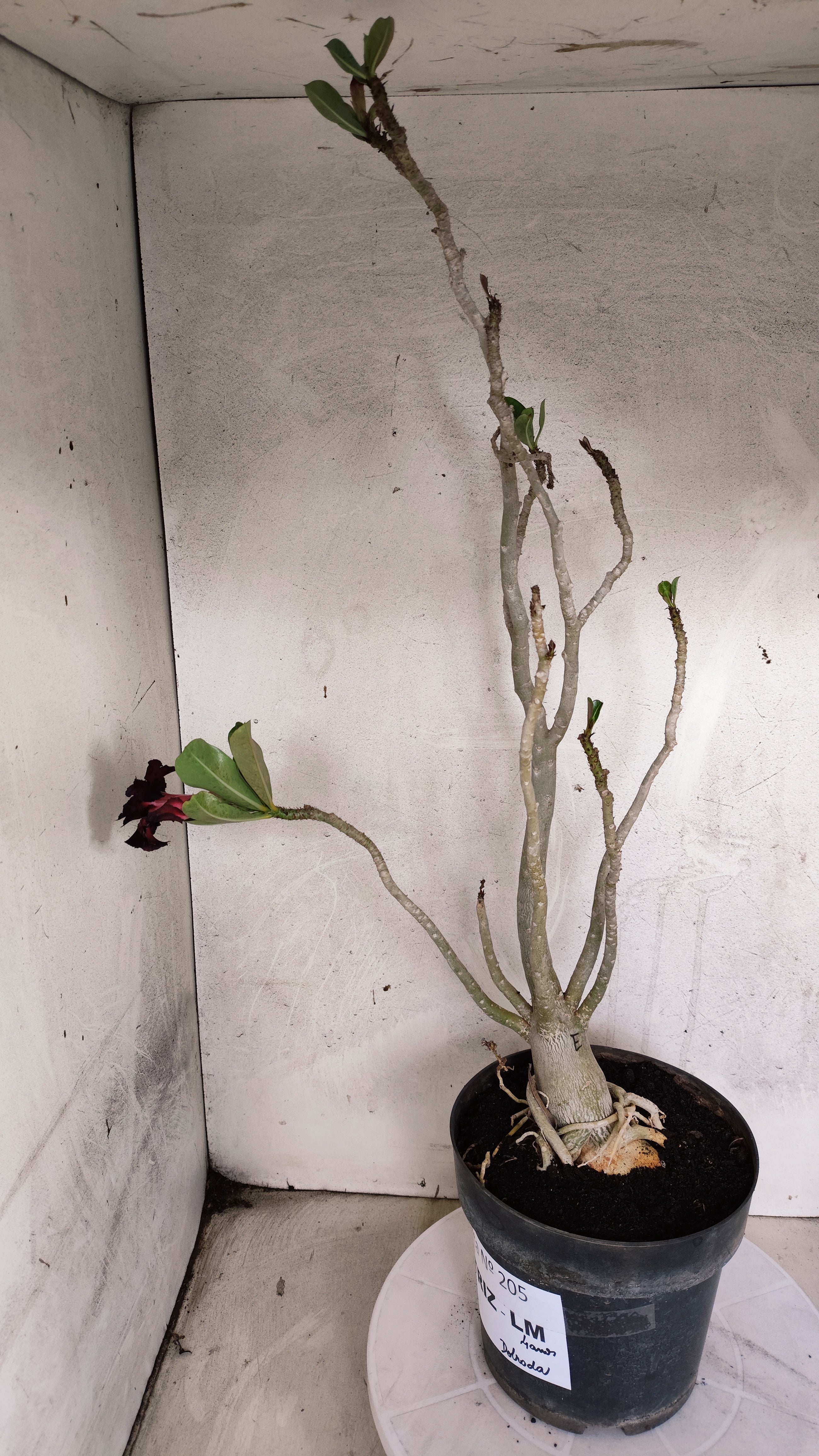 MATRIZ Planta Dobrada 205 – 50cm – 04 anos - Vaso 17
