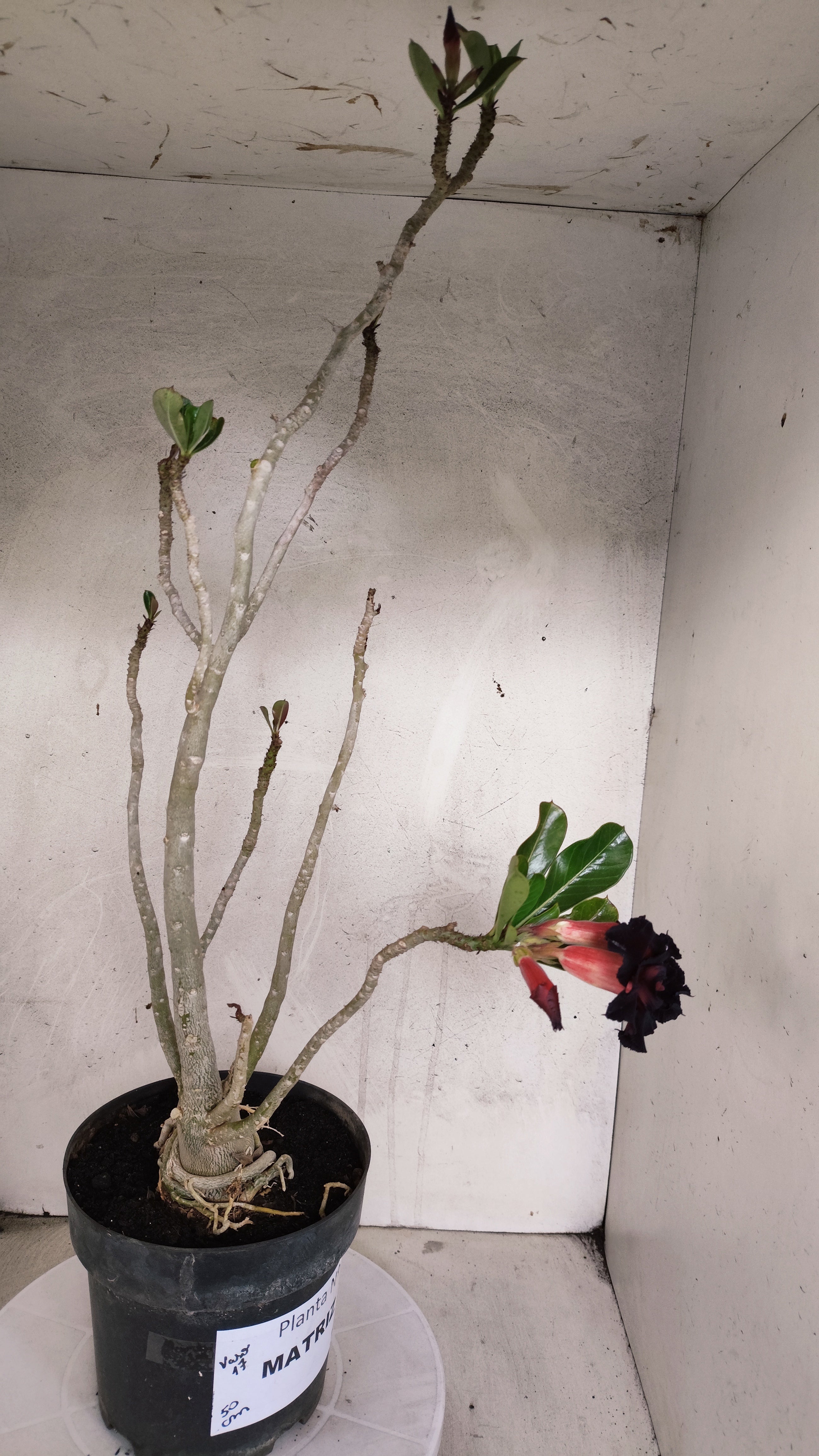 MATRIZ Planta Dobrada 205 – 50cm – 04 anos - Vaso 17