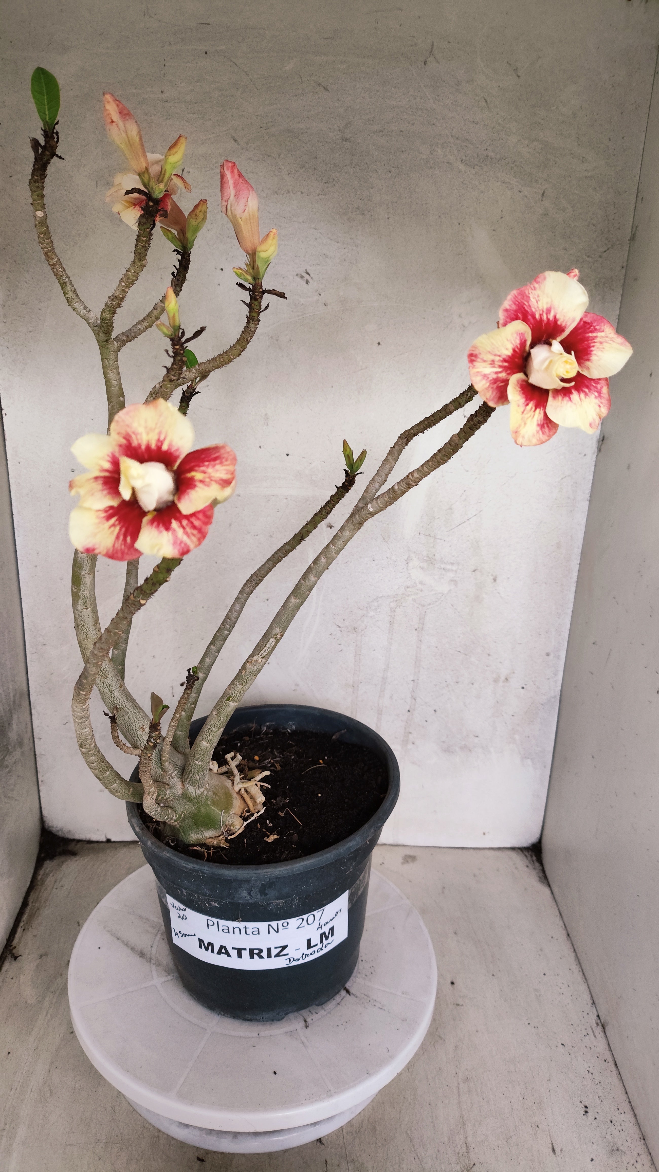 MATRIZ Planta Dobrada 207 – 45cm – 04 anos - Vaso 20