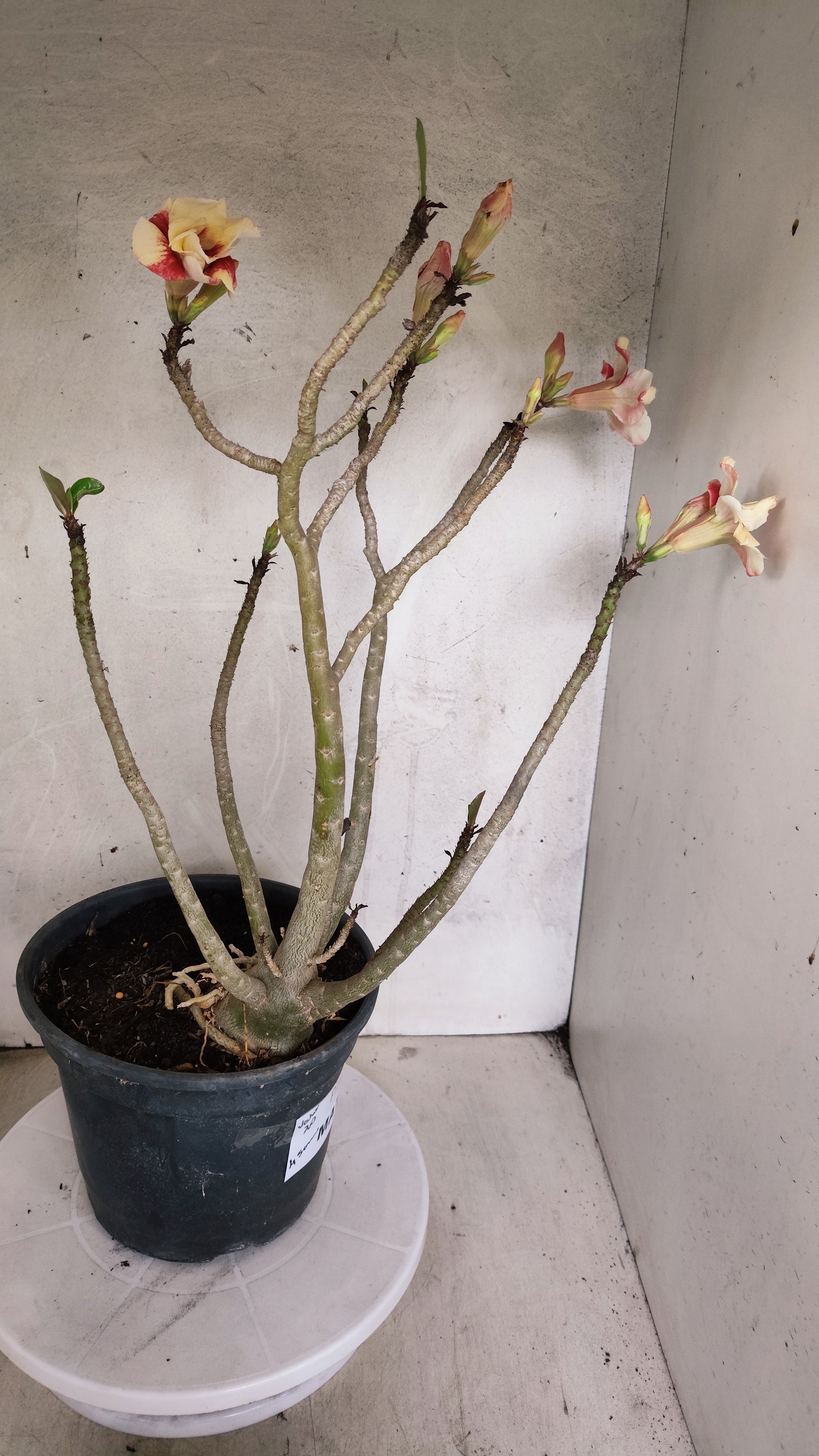 MATRIZ Planta Dobrada 207 – 45cm – 04 anos - Vaso 20