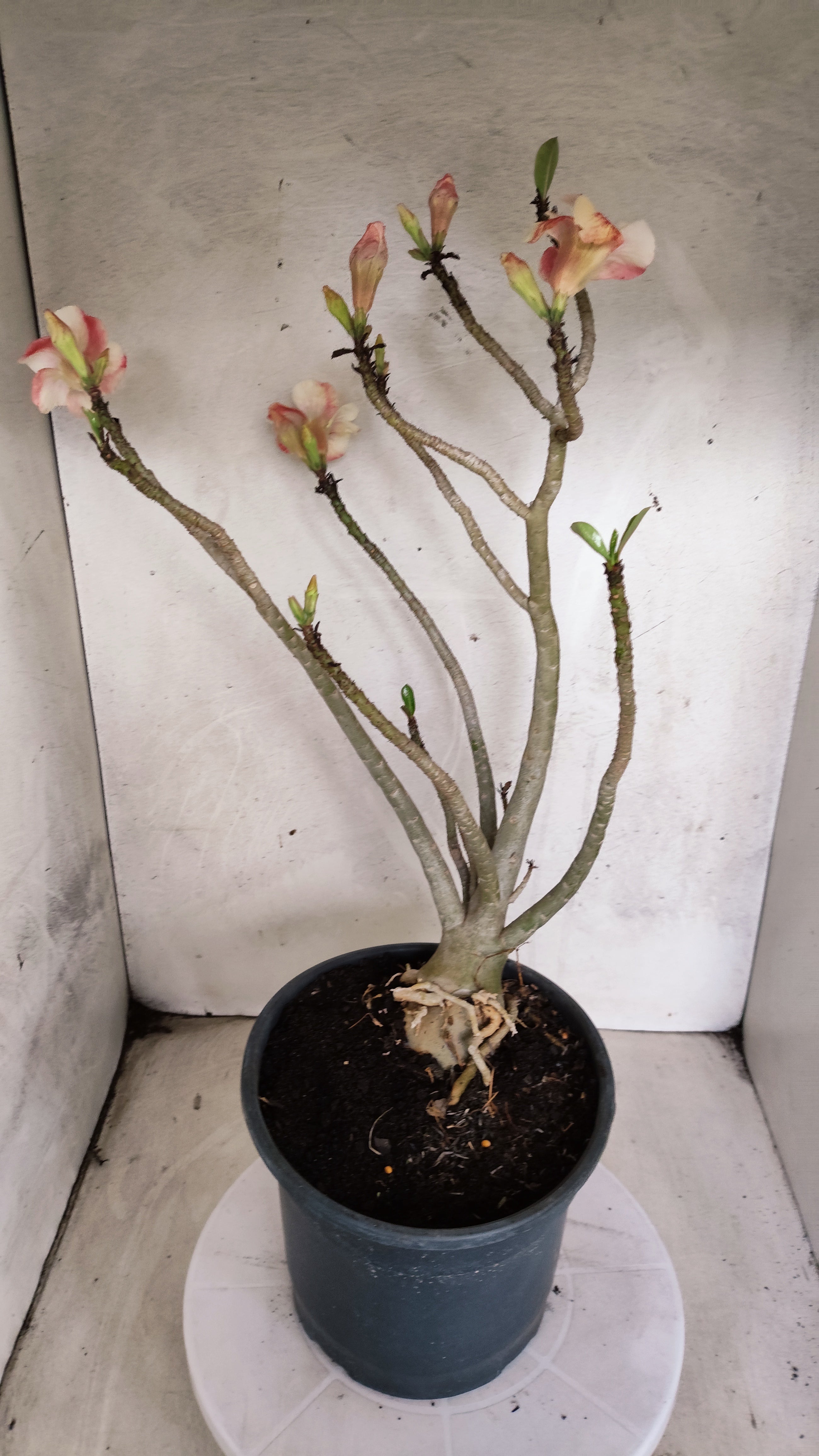 MATRIZ Planta Dobrada 207 – 45cm – 04 anos - Vaso 20