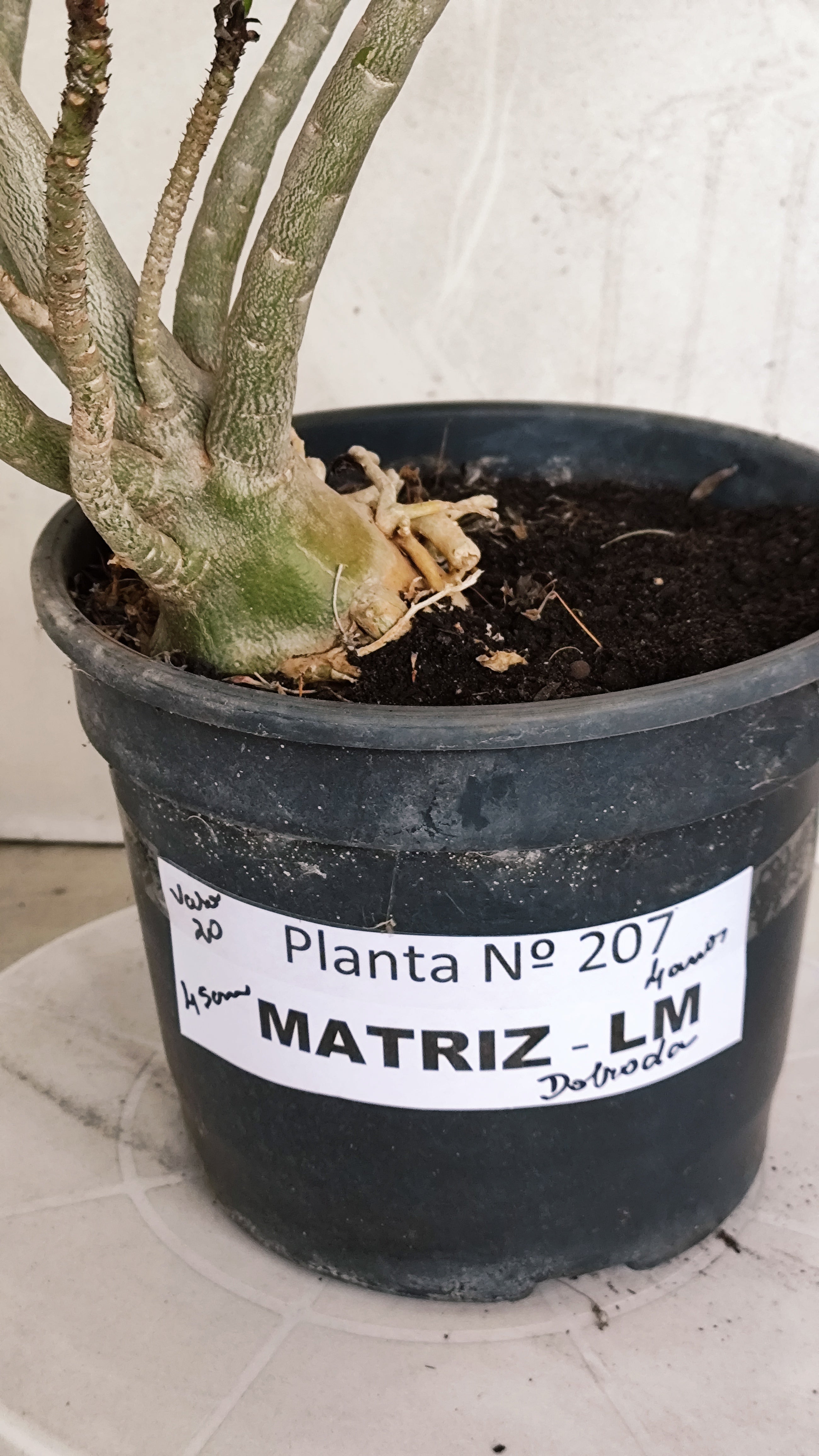MATRIZ Planta Dobrada 207 – 45cm – 04 anos - Vaso 20