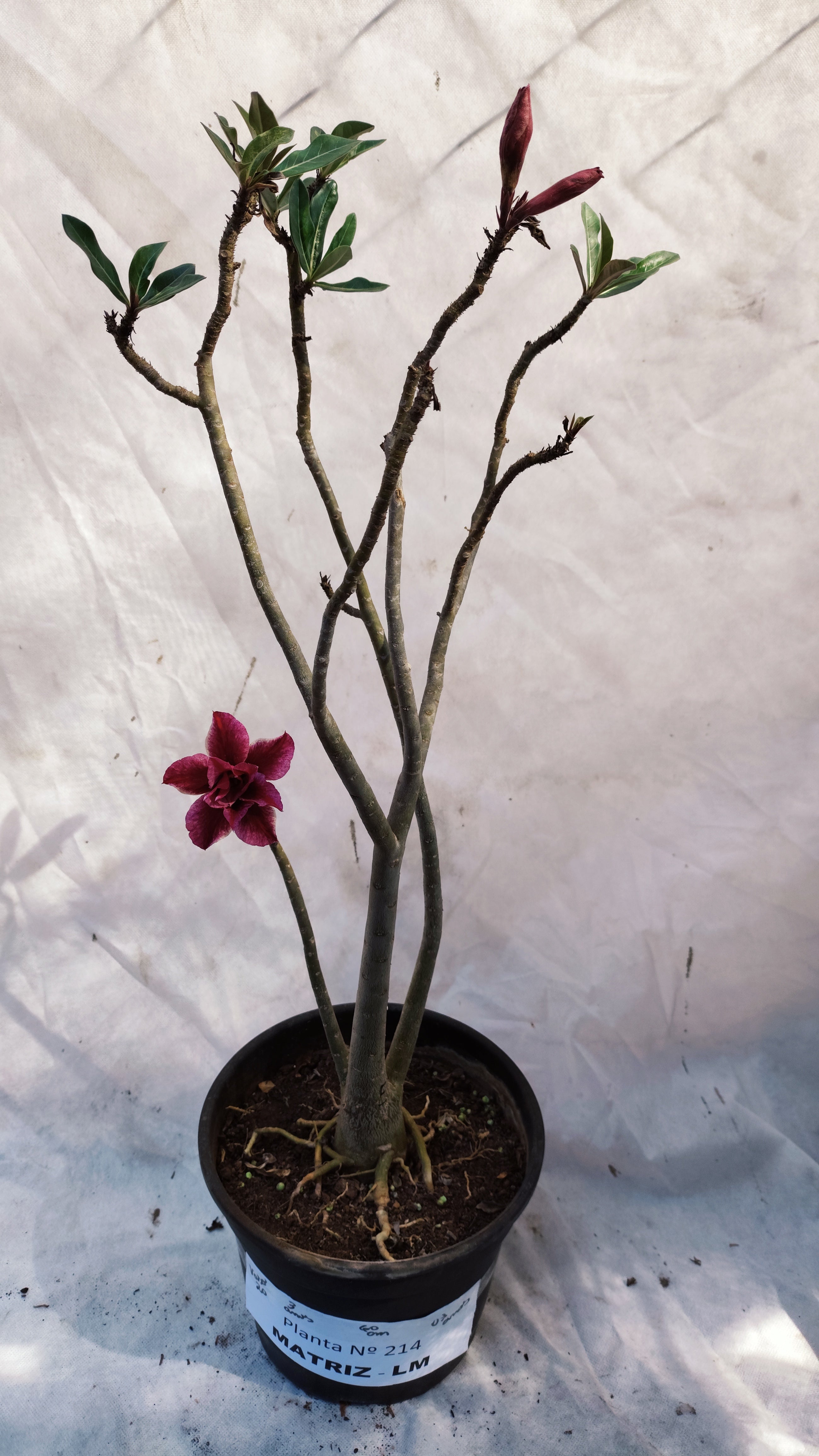 MATRIZ Planta Dobrada 214 – 60cm – 03 anos - Vaso 20