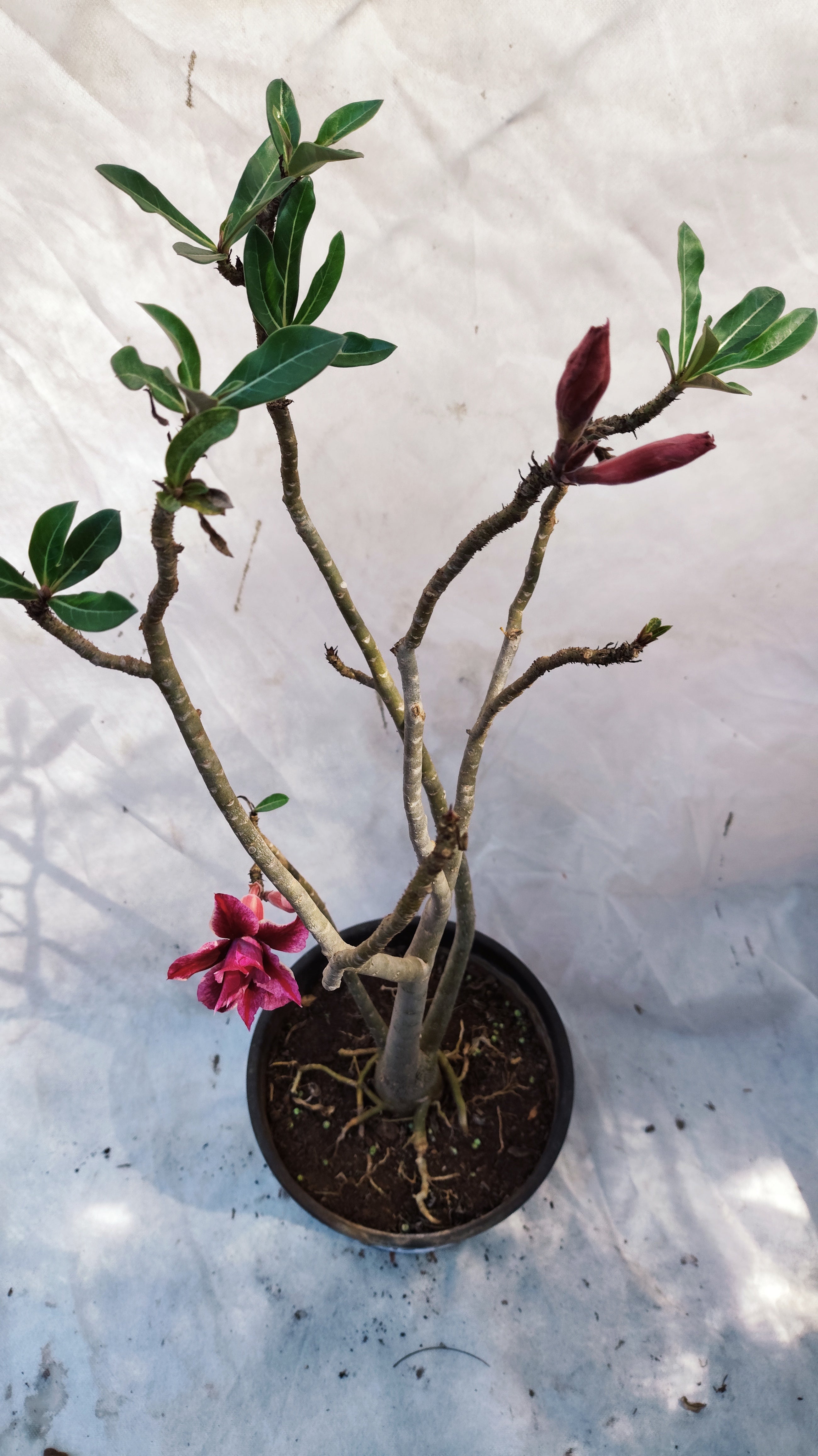 MATRIZ Planta Dobrada 214 – 60cm – 03 anos - Vaso 20