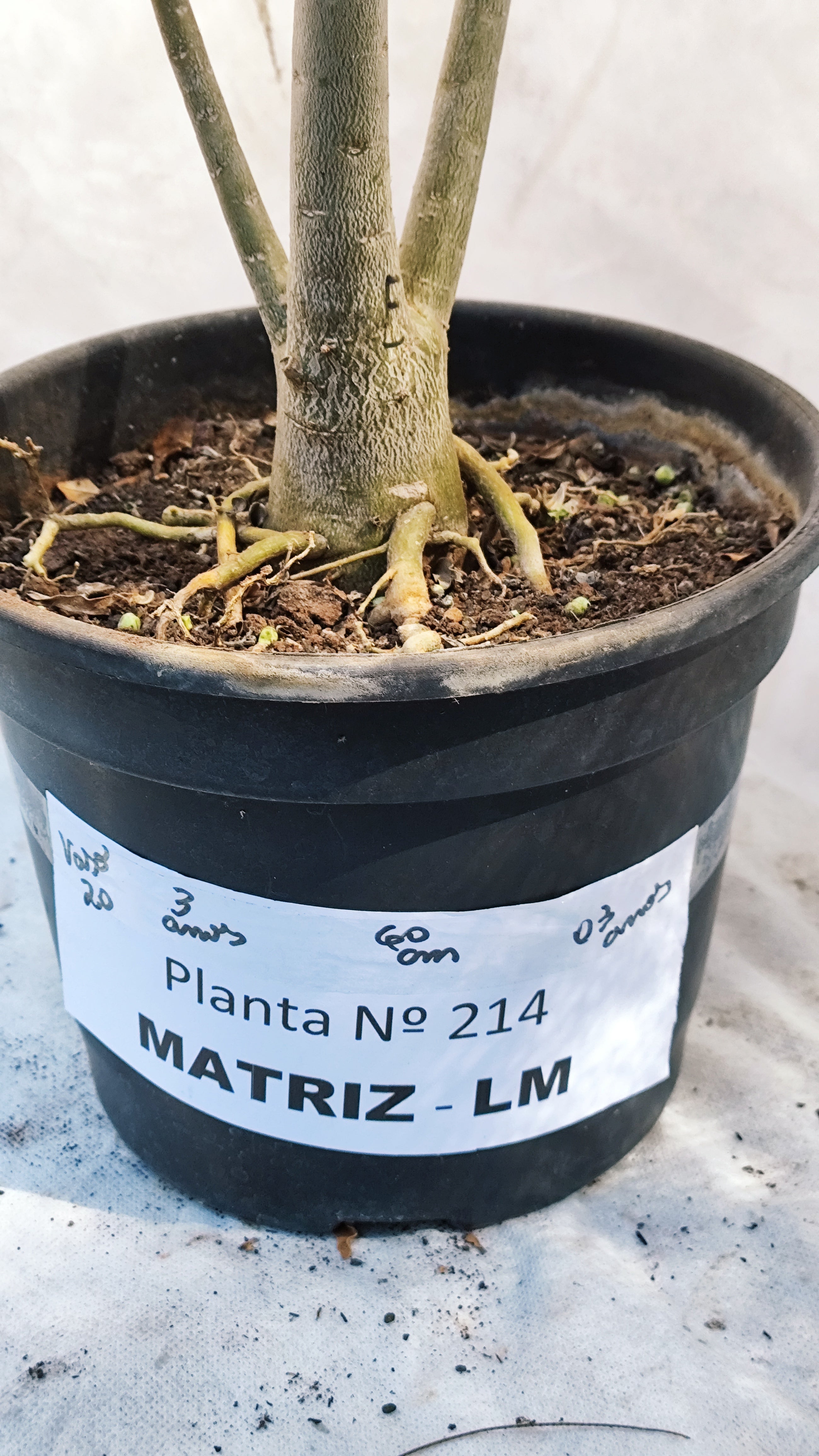 MATRIZ Planta Dobrada 214 – 60cm – 03 anos - Vaso 20