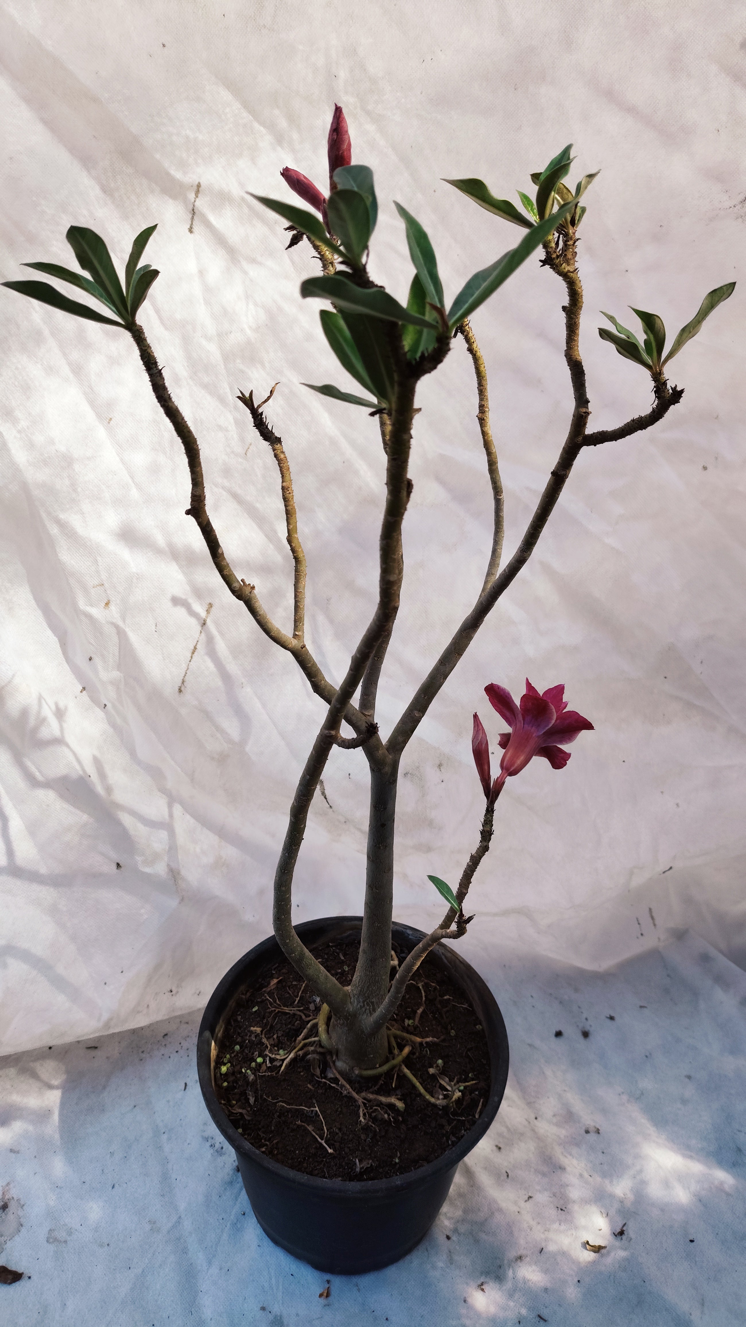 MATRIZ Planta Dobrada 214 – 60cm – 03 anos - Vaso 20