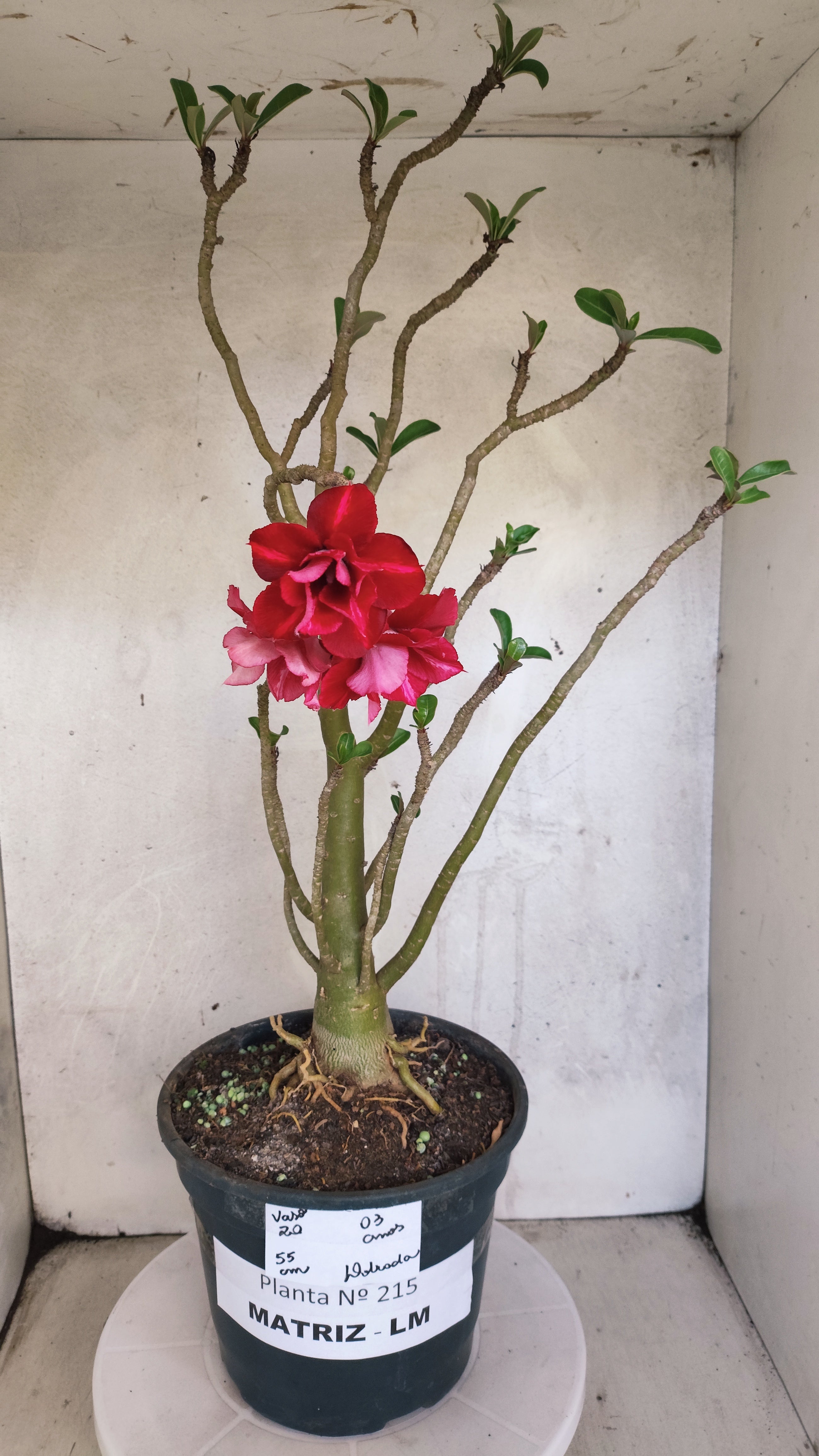 MATRIZ Planta Dobrada 215 – 55cm – 03 anos - Vaso 20