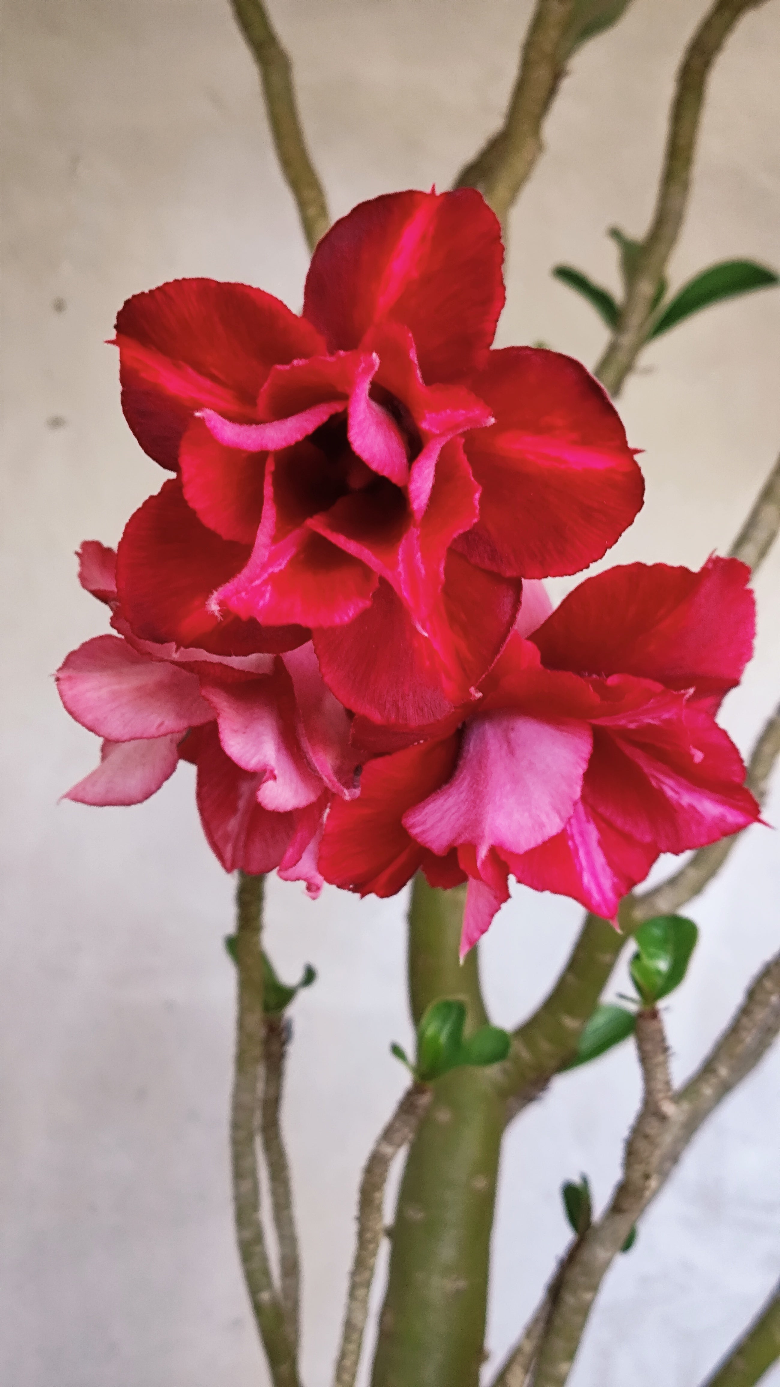 MATRIZ Planta Dobrada 215 – 55cm – 03 anos - Vaso 20
