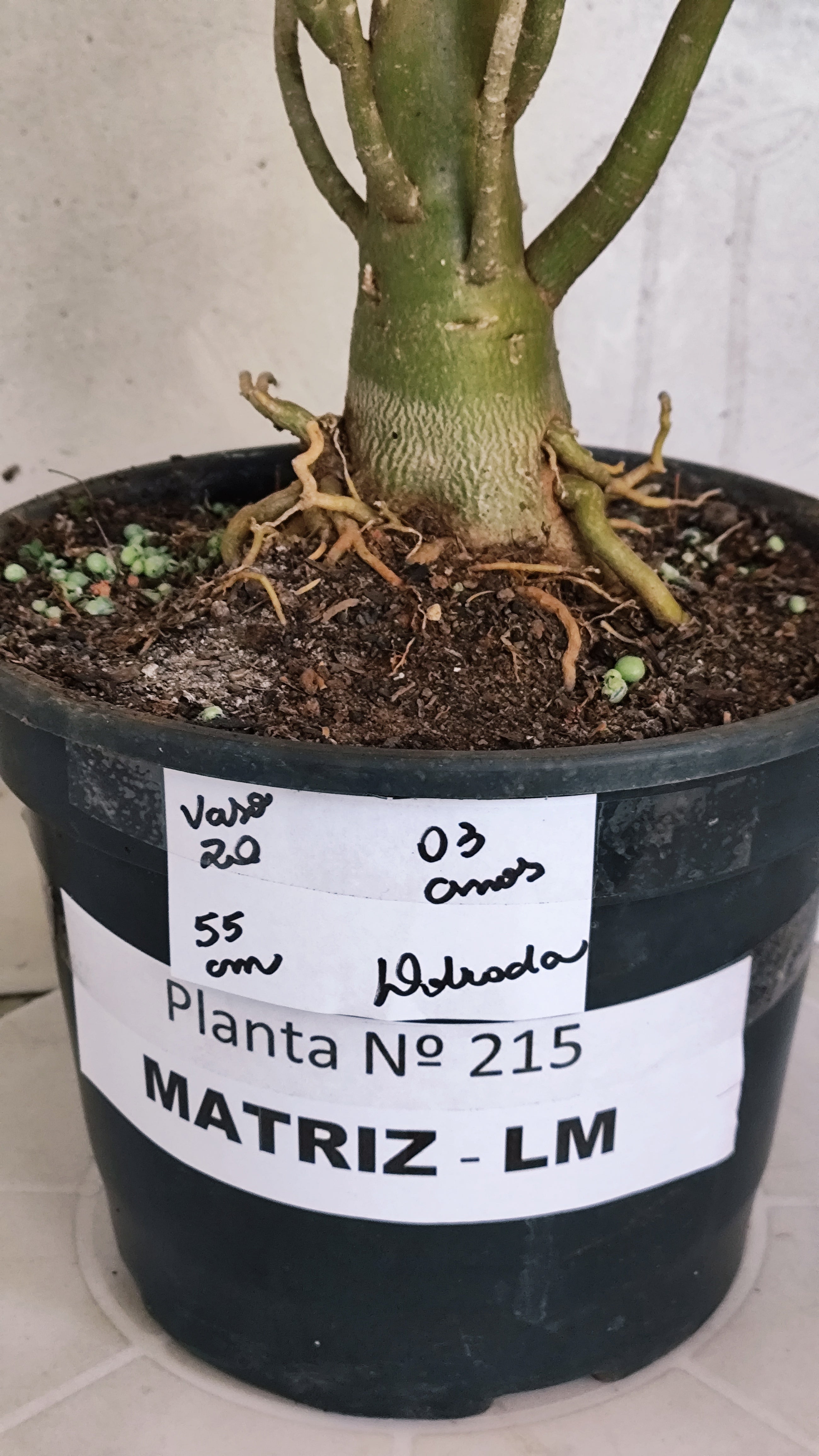 MATRIZ Planta Dobrada 215 – 55cm – 03 anos - Vaso 20