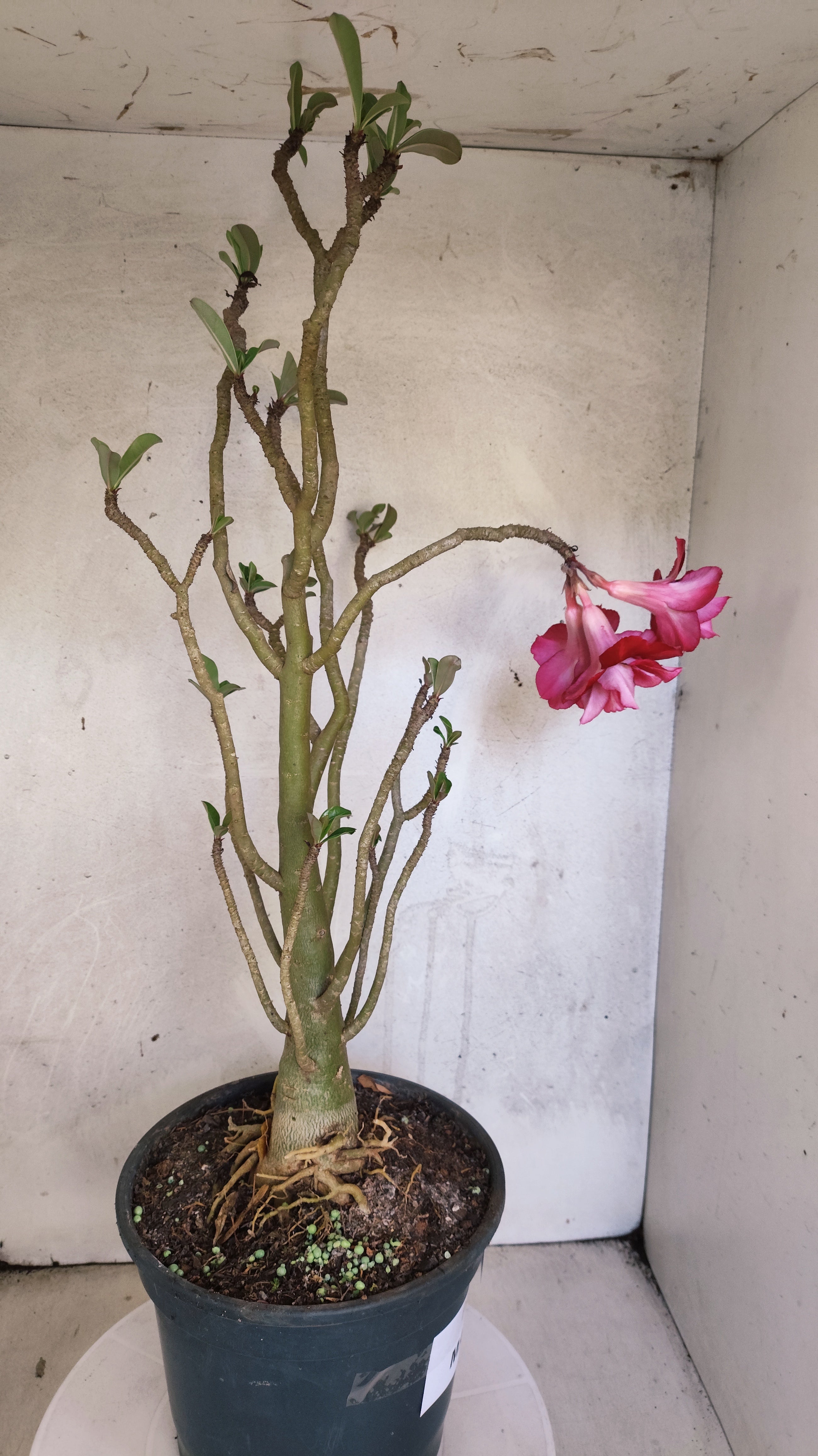 MATRIZ Planta Dobrada 215 – 55cm – 03 anos - Vaso 20