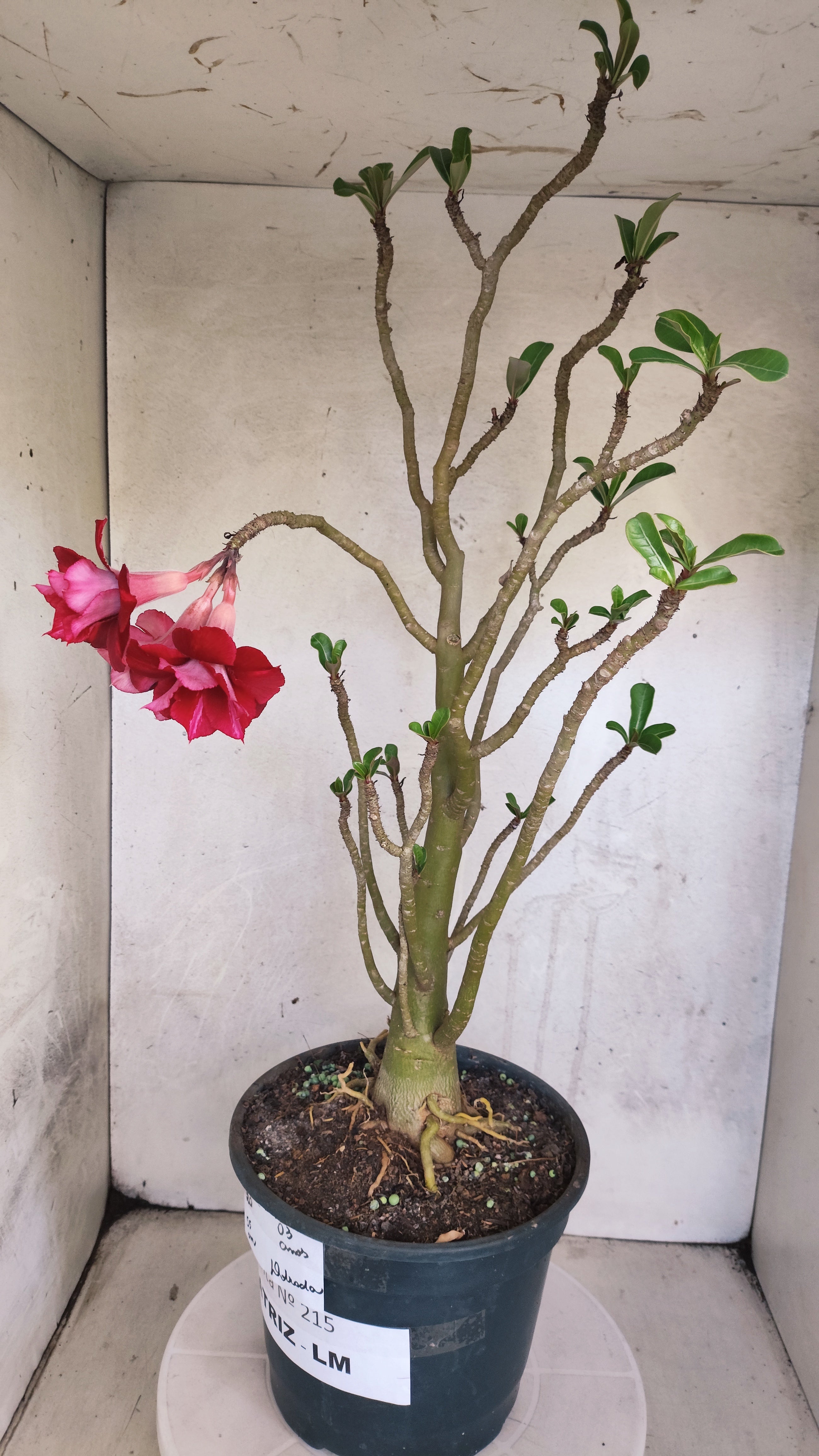 MATRIZ Planta Dobrada 215 – 55cm – 03 anos - Vaso 20