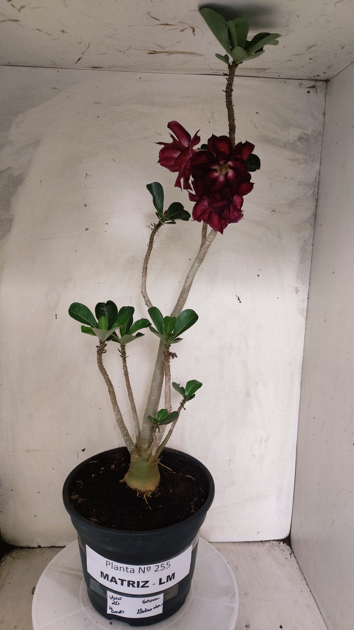 MATRIZ Planta Dobrada 255 – 60cm – 04 anos - Vaso 20
