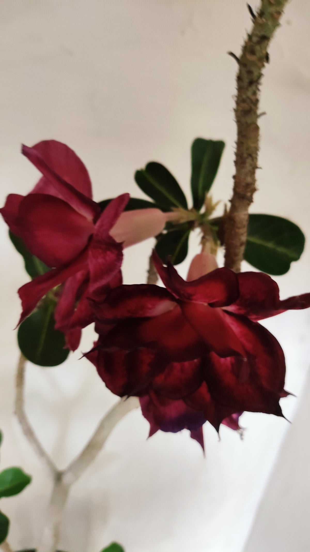 MATRIZ Planta Dobrada 255 – 60cm – 04 anos - Vaso 20