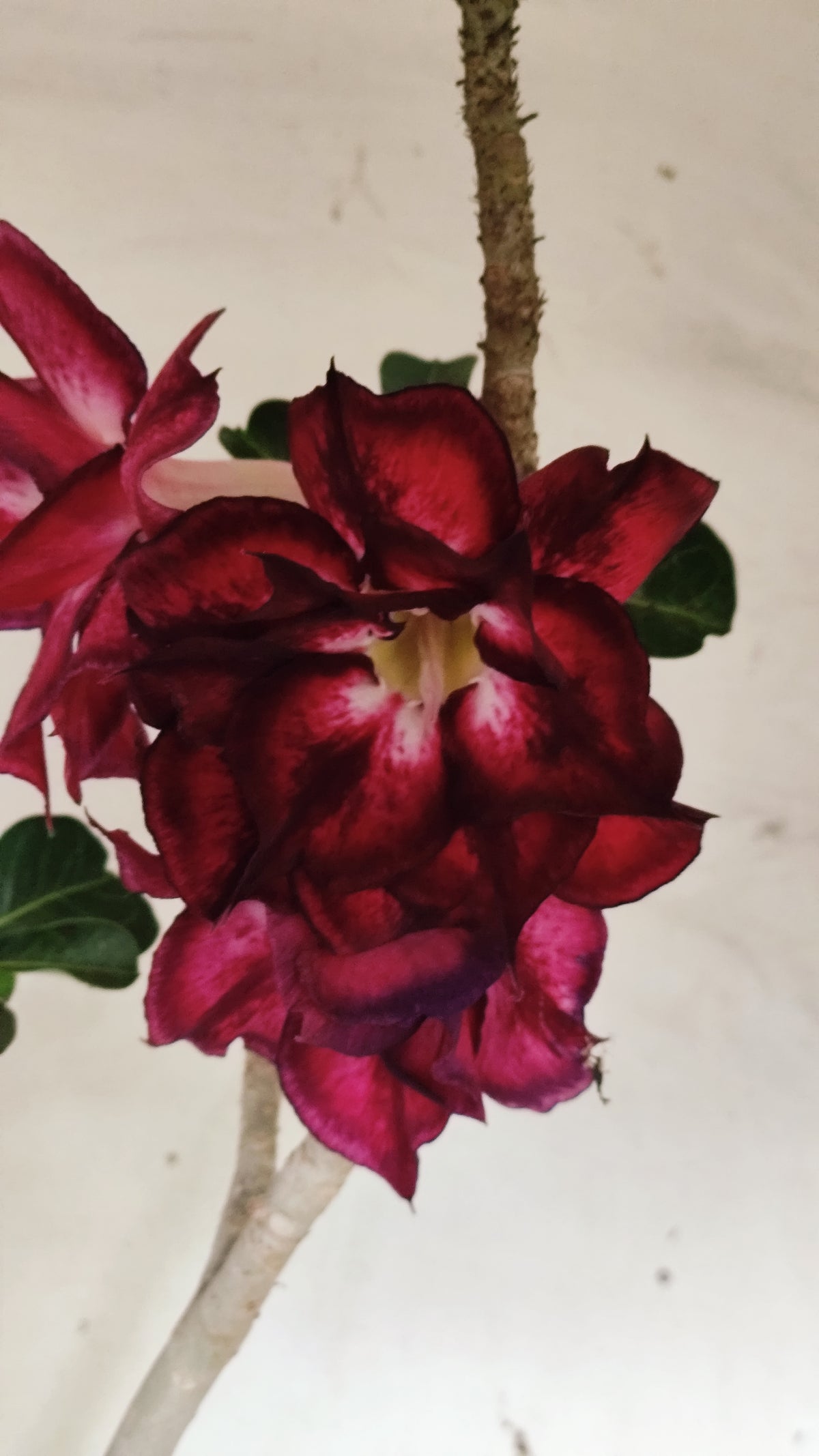 MATRIZ Planta Dobrada 255 – 60cm – 04 anos - Vaso 20
