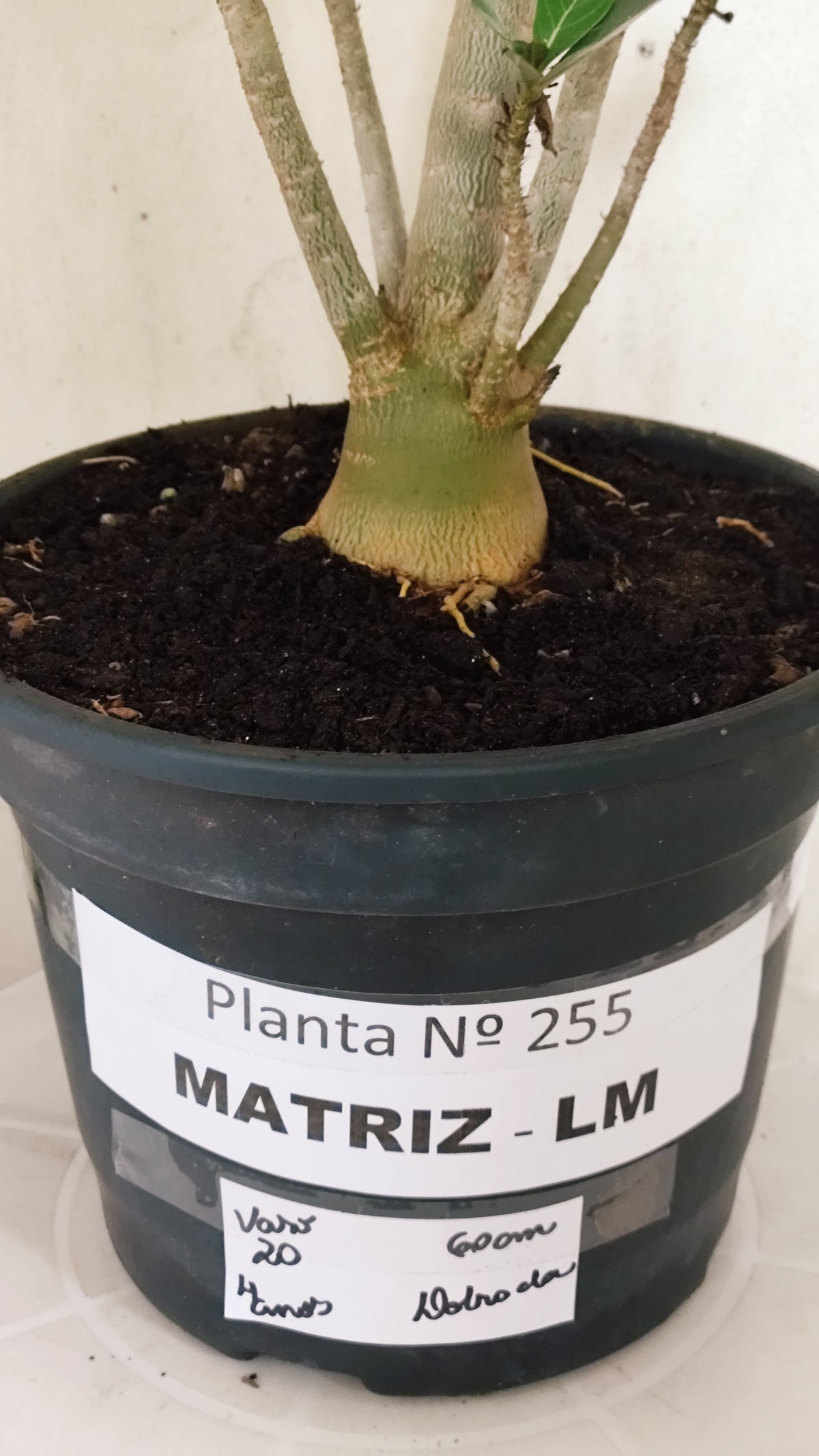 MATRIZ Planta Dobrada 255 – 60cm – 04 anos - Vaso 20