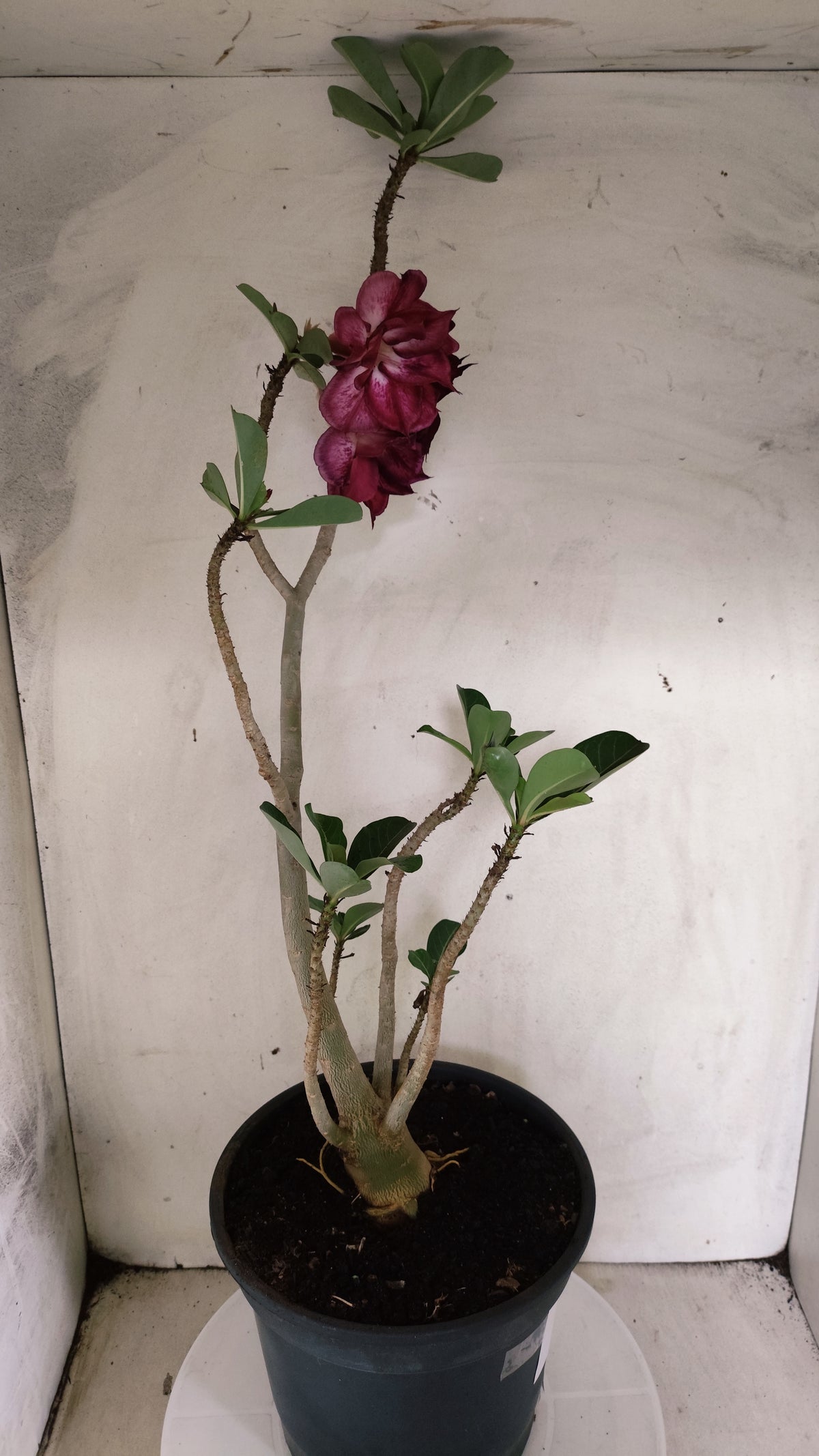 MATRIZ Planta Dobrada 255 – 60cm – 04 anos - Vaso 20