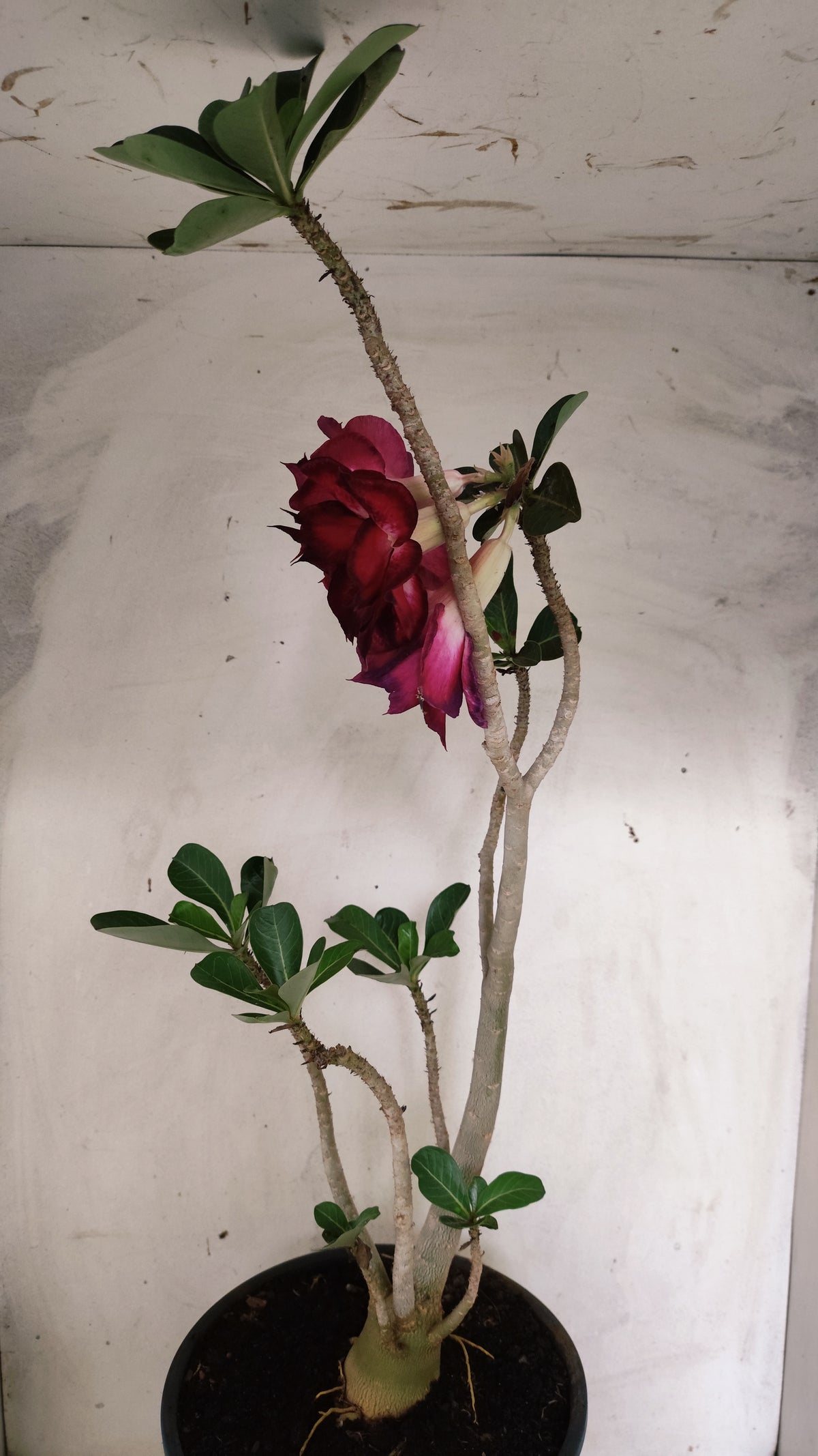 MATRIZ Planta Dobrada 255 – 60cm – 04 anos - Vaso 20
