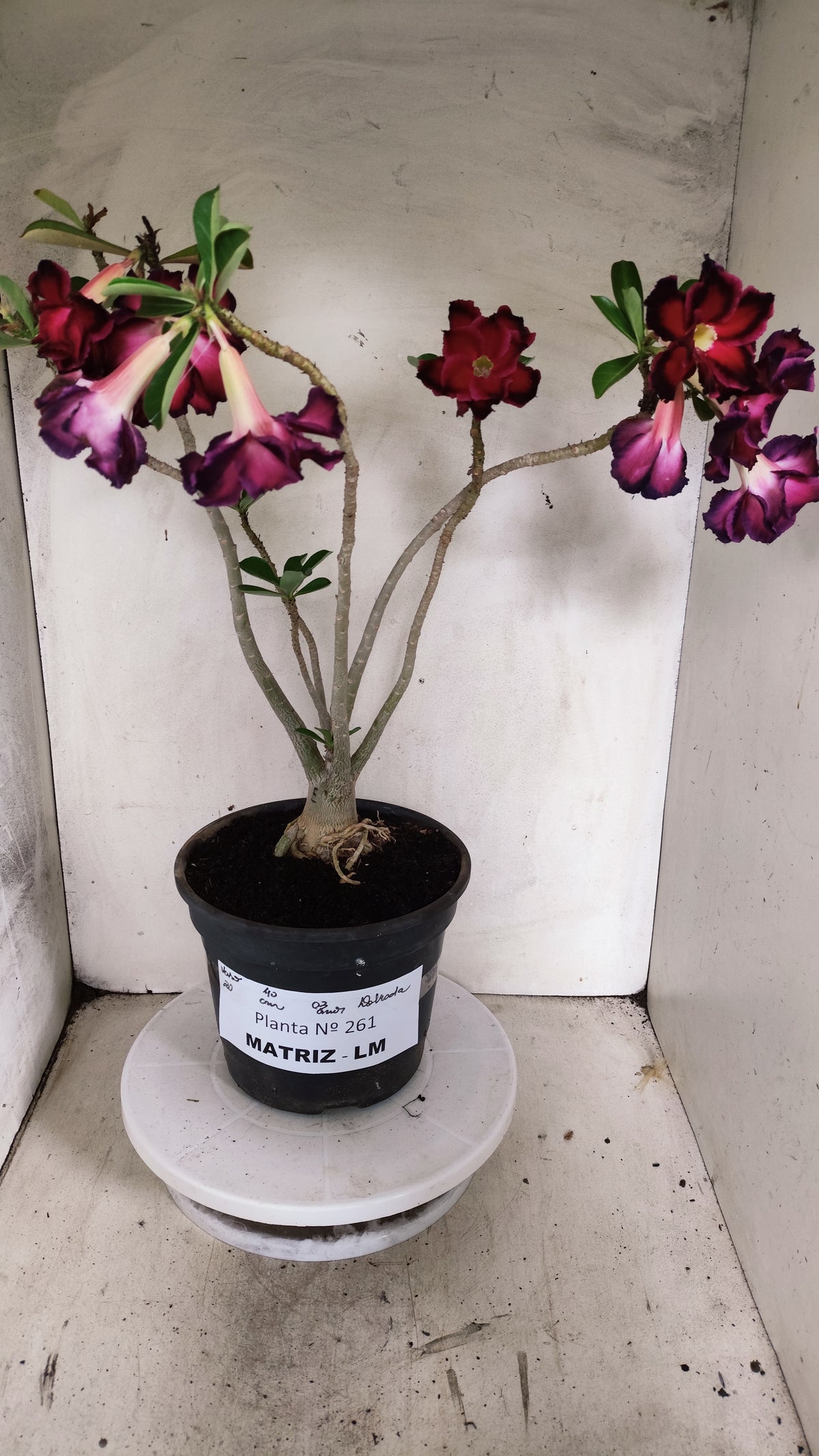 MATRIZ Planta Dobrada 261 – 40cm – 03 anos - Vaso 20