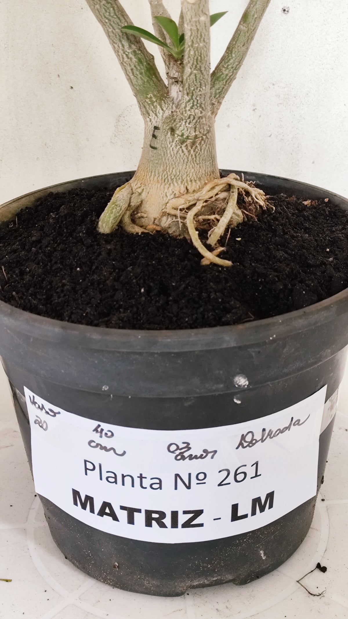 MATRIZ Planta Dobrada 261 – 40cm – 03 anos - Vaso 20