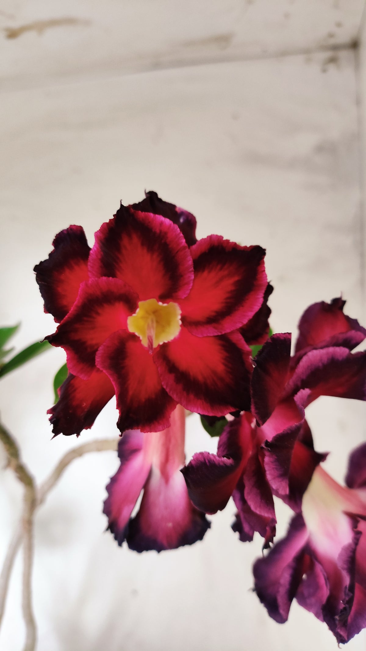 MATRIZ Planta Dobrada 261 – 40cm – 03 anos - Vaso 20