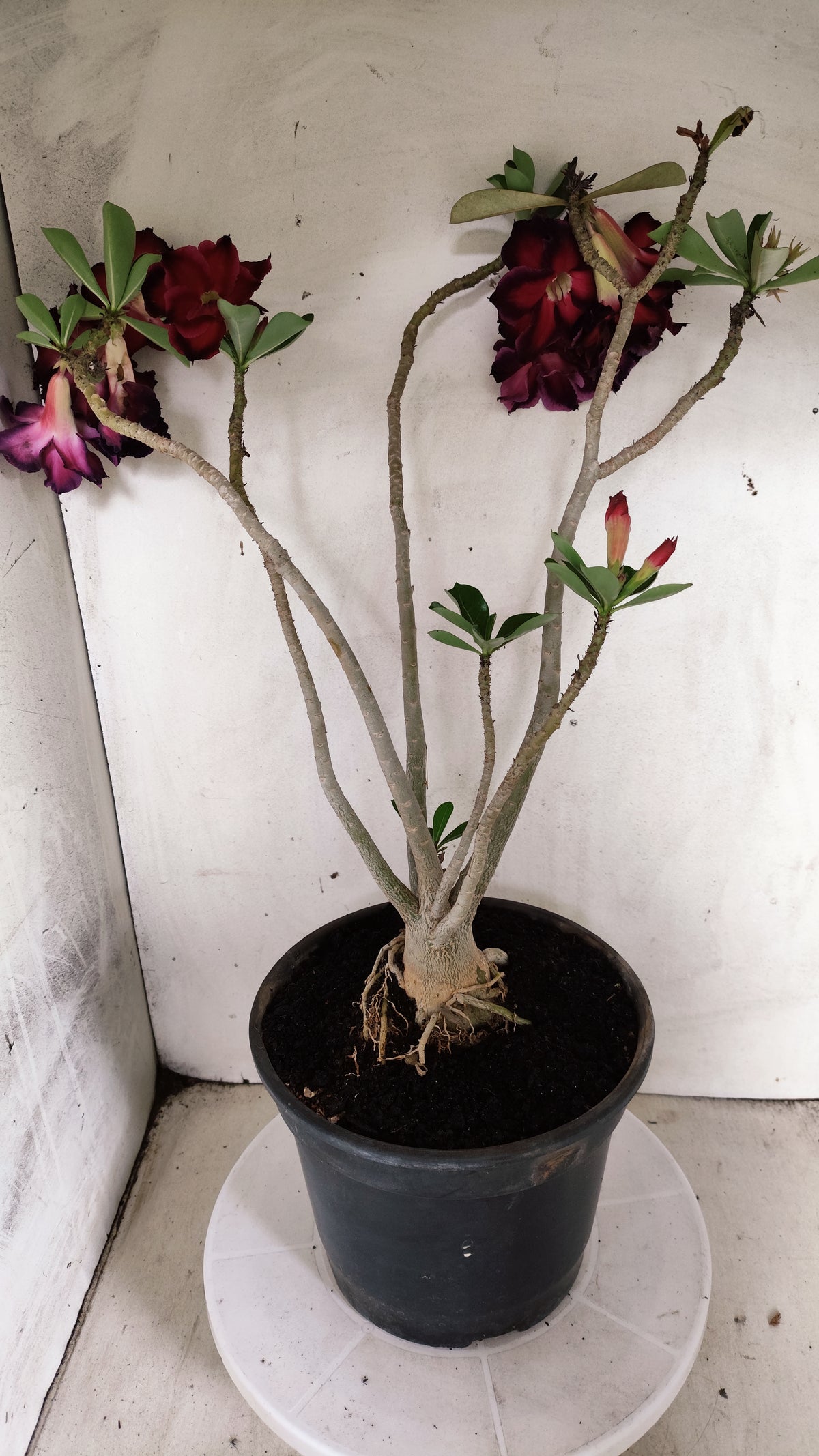 MATRIZ Planta Dobrada 261 – 40cm – 03 anos - Vaso 20