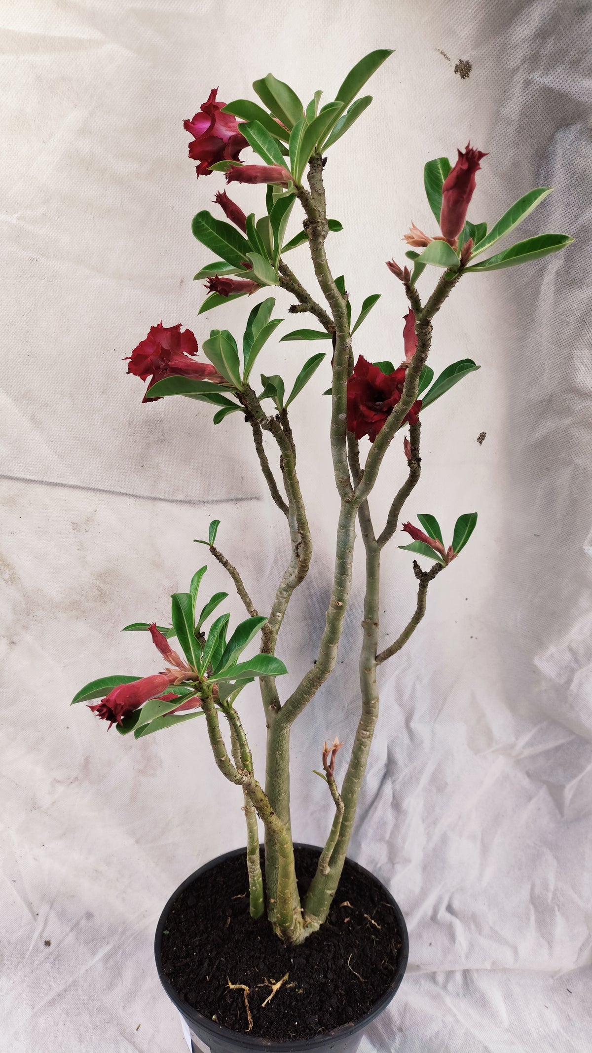 MATRIZ Planta Dobrada 262 – 65cm – 05 anos - Vaso 20