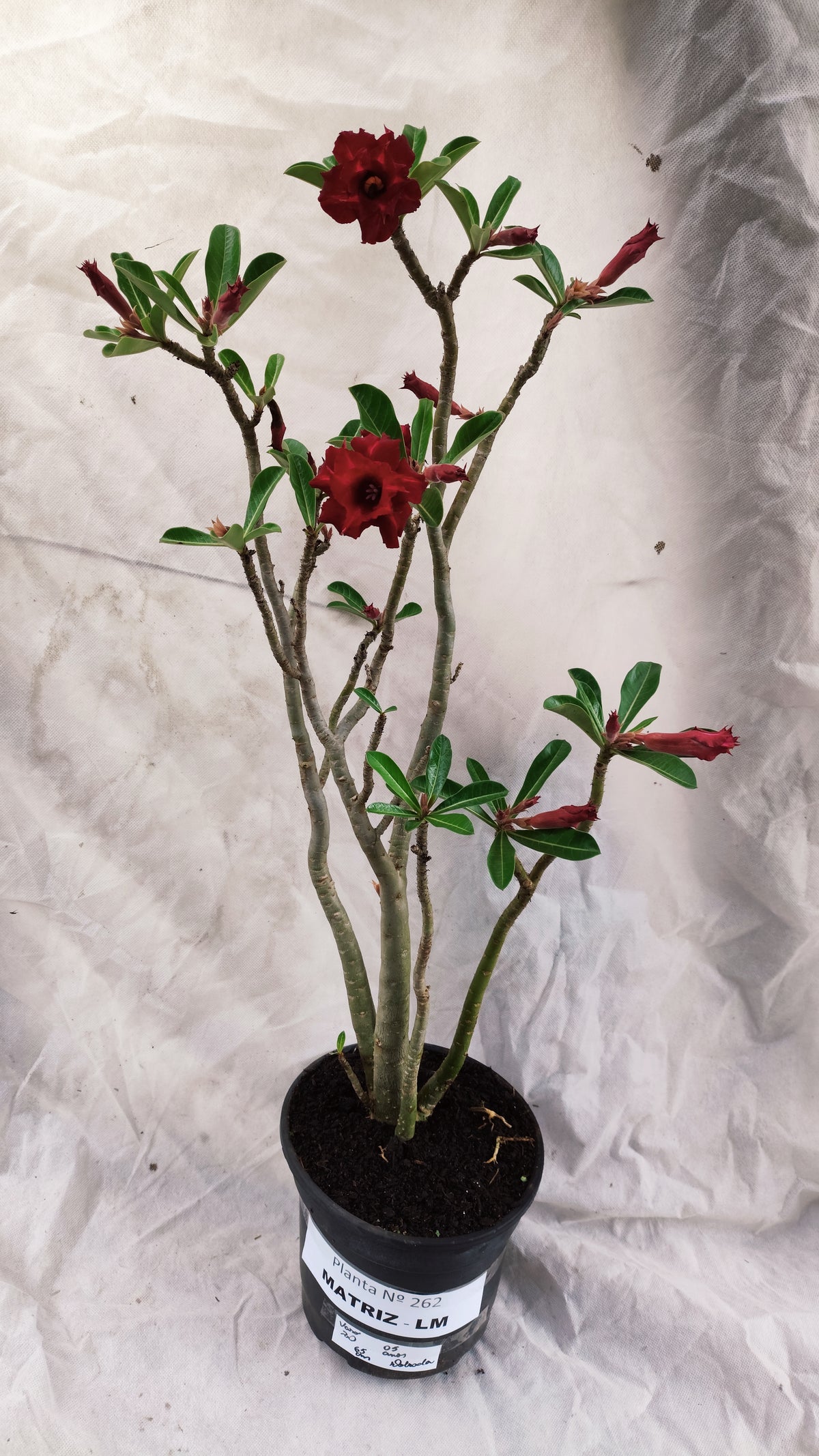 MATRIZ Planta Dobrada 262 – 65cm – 05 anos - Vaso 20
