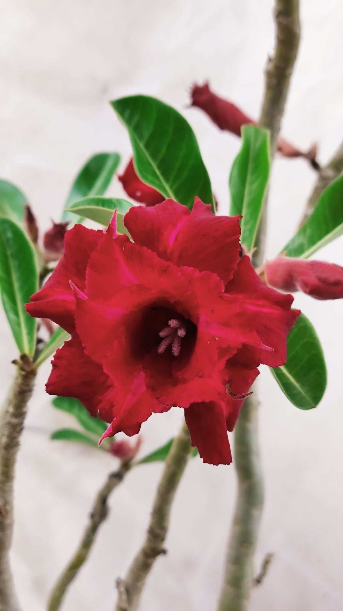MATRIZ Planta Dobrada 262 – 65cm – 05 anos - Vaso 20