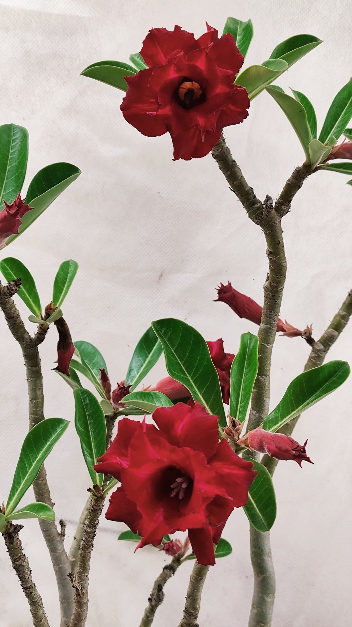 MATRIZ Planta Dobrada 262 – 65cm – 05 anos - Vaso 20