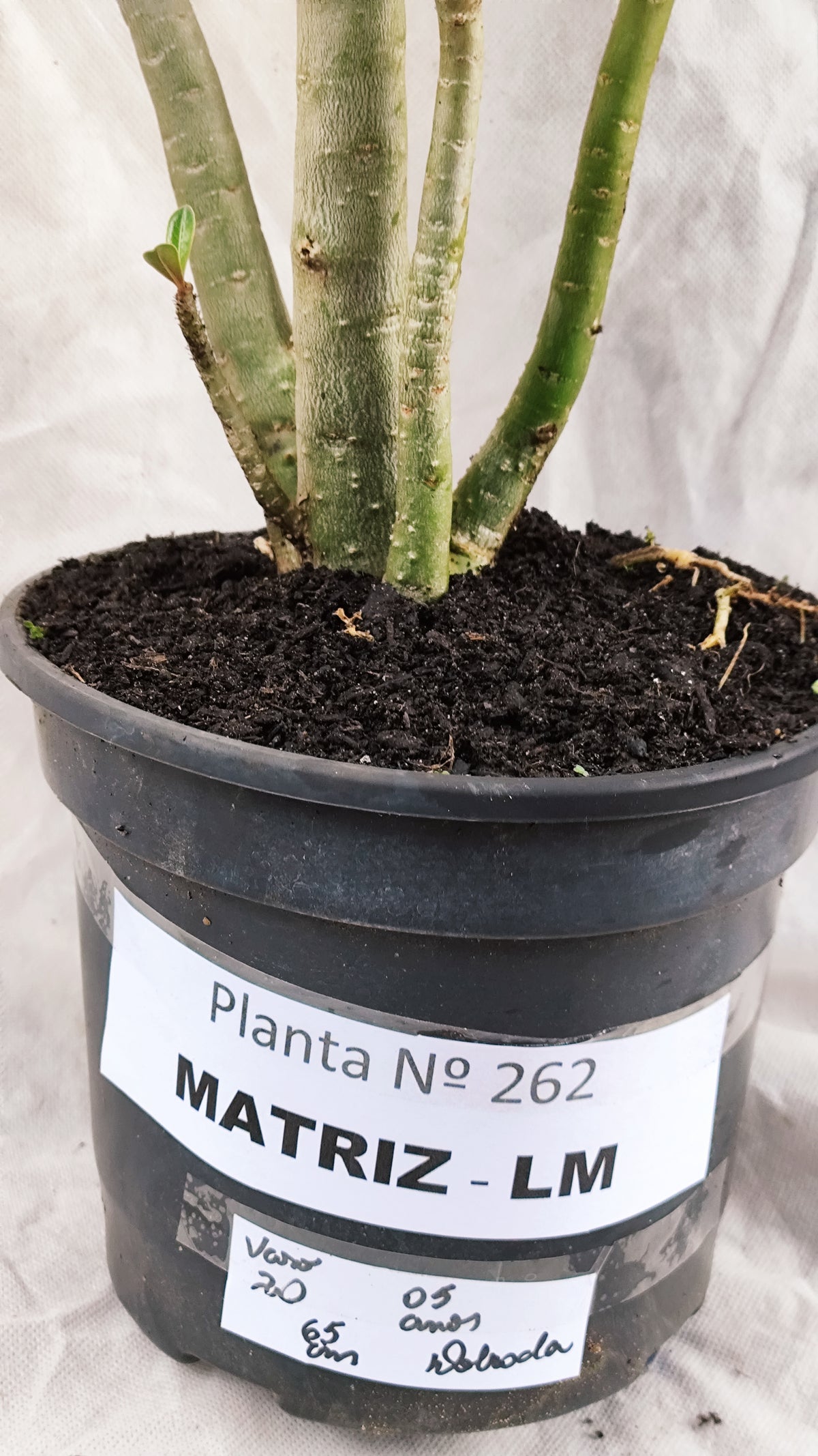 MATRIZ Planta Dobrada 262 – 65cm – 05 anos - Vaso 20