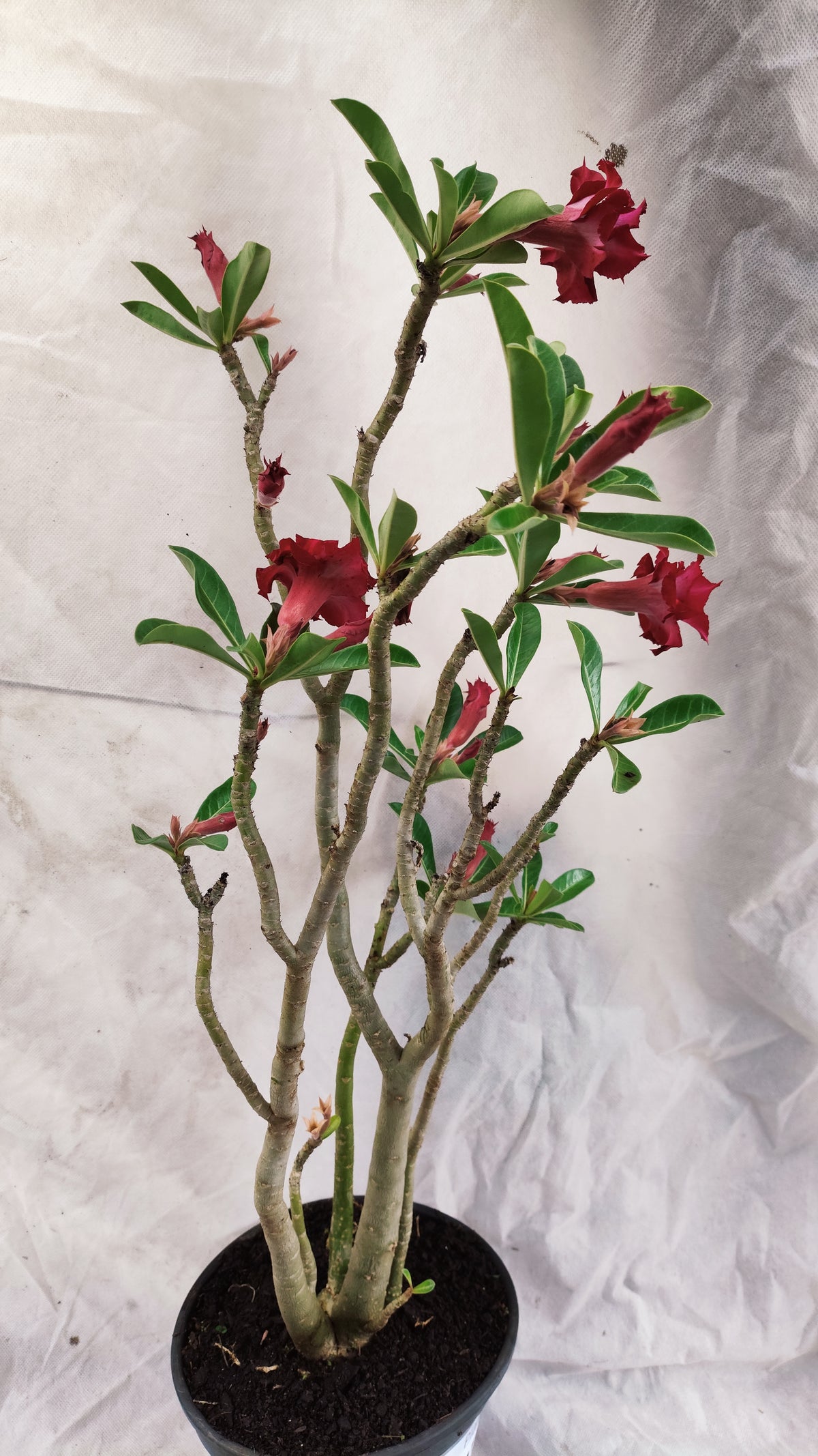 MATRIZ Planta Dobrada 262 – 65cm – 05 anos - Vaso 20