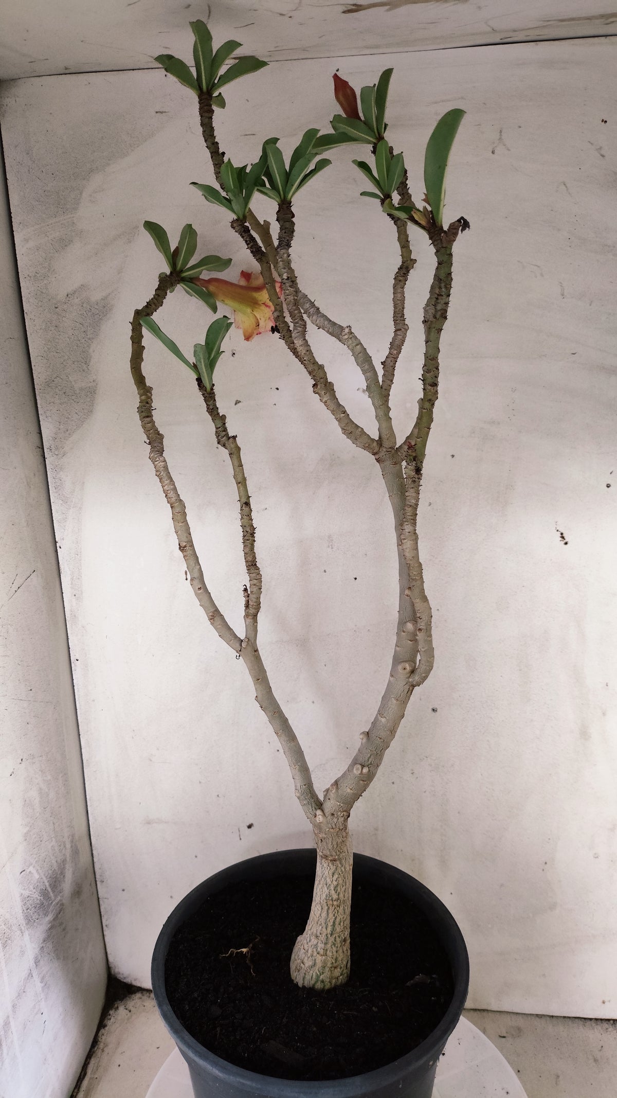 MATRIZ Planta Dobrada 263 – 60cm – 03 anos - Vaso 20