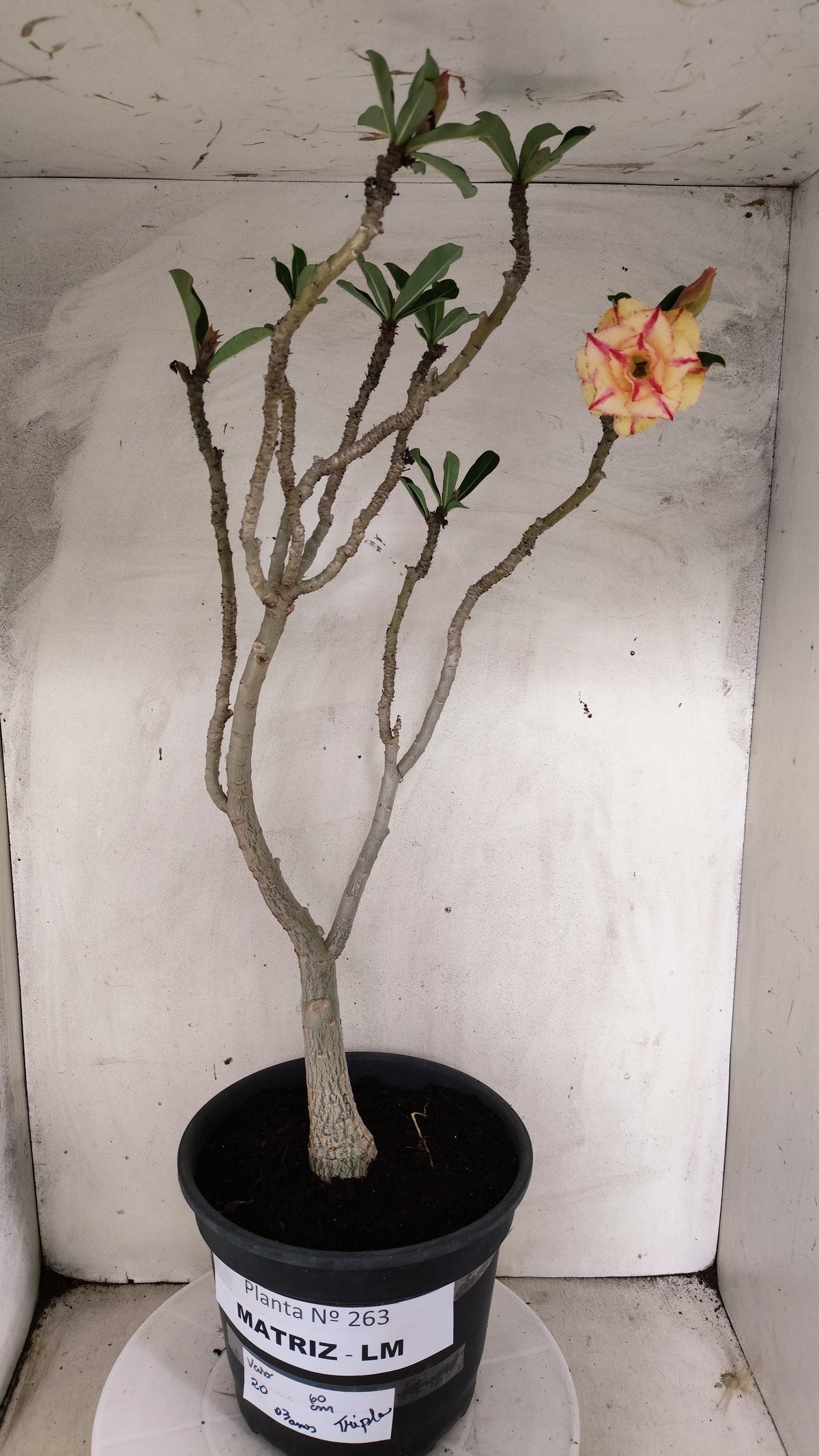 MATRIZ Planta Dobrada 263 – 60cm – 03 anos - Vaso 20