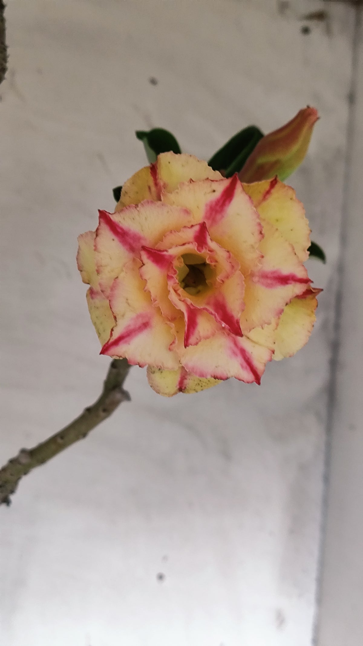 MATRIZ Planta Dobrada 263 – 60cm – 03 anos - Vaso 20