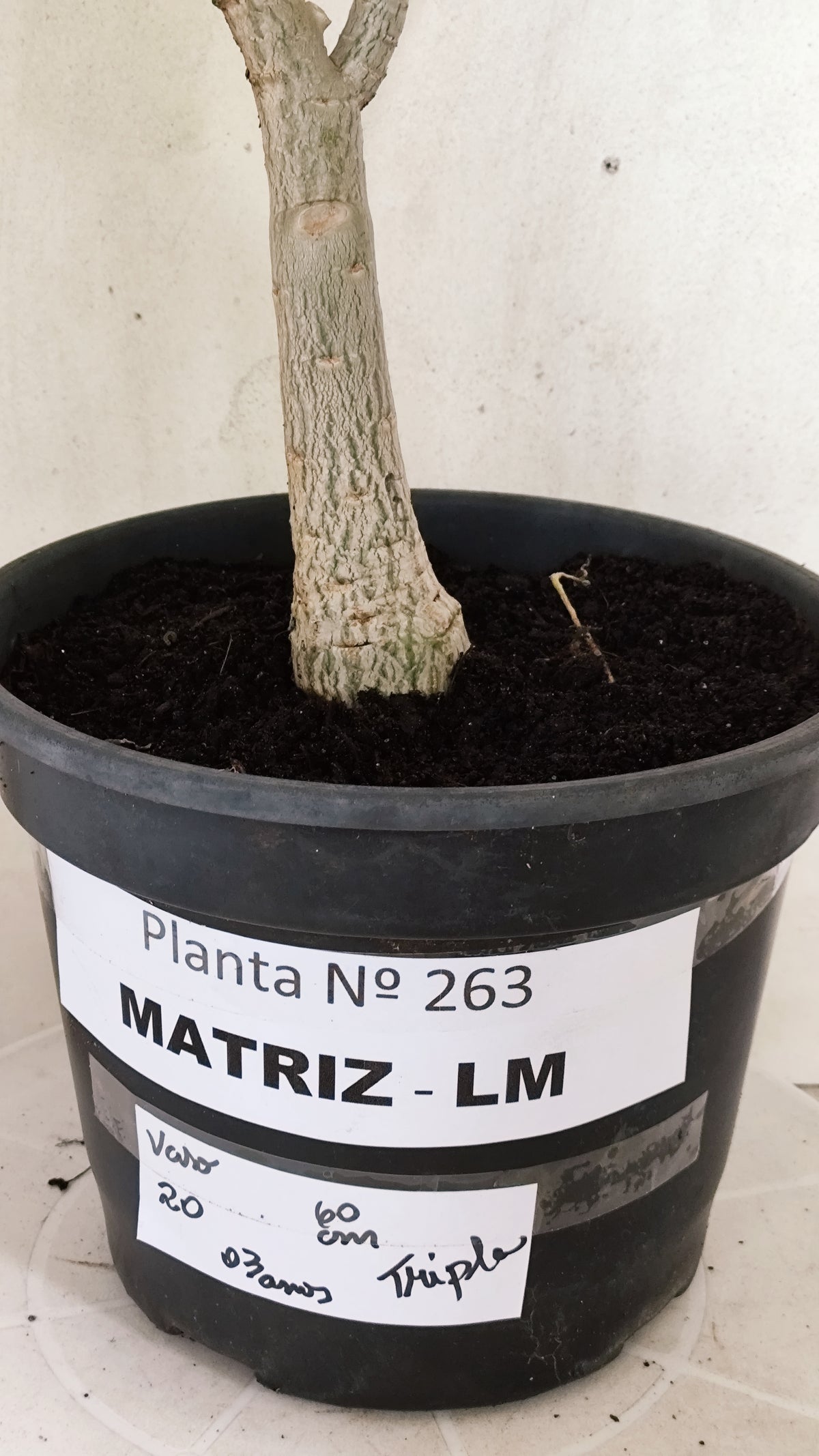 MATRIZ Planta Dobrada 263 – 60cm – 03 anos - Vaso 20