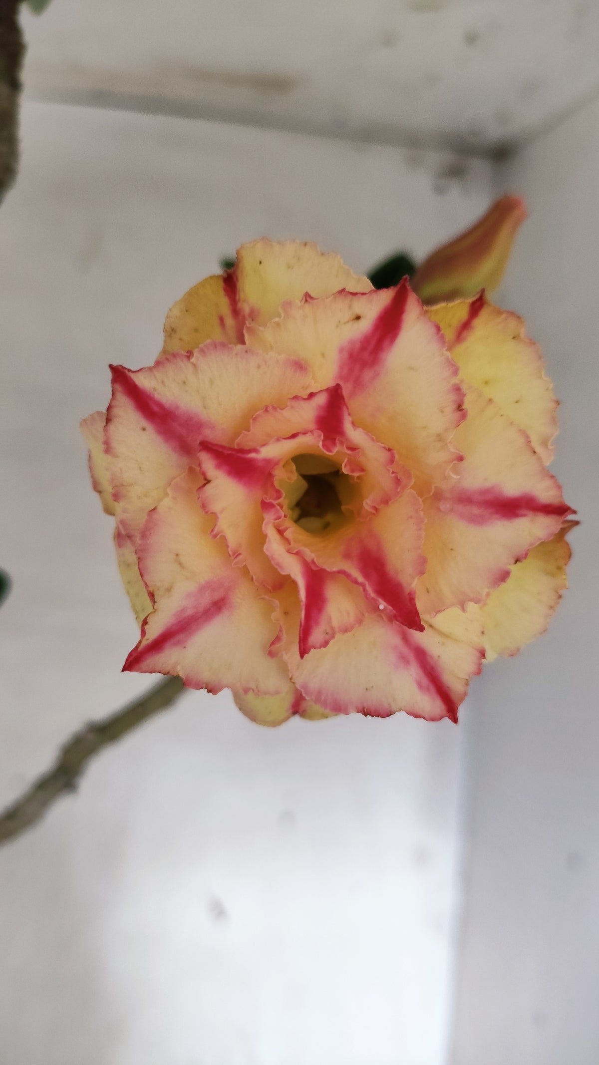 MATRIZ Planta Dobrada 263 – 60cm – 03 anos - Vaso 20