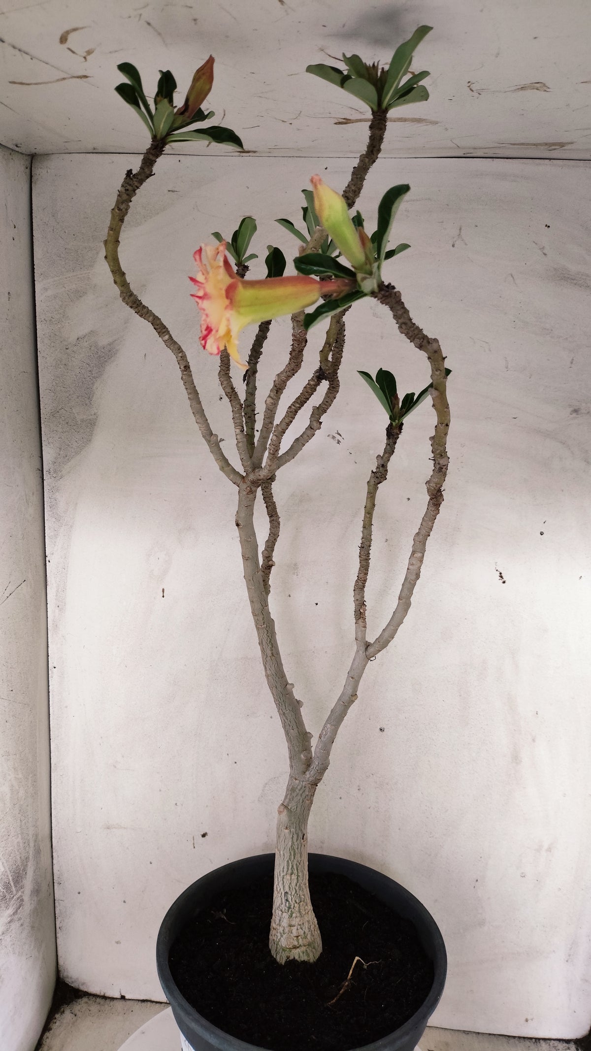 MATRIZ Planta Dobrada 263 – 60cm – 03 anos - Vaso 20