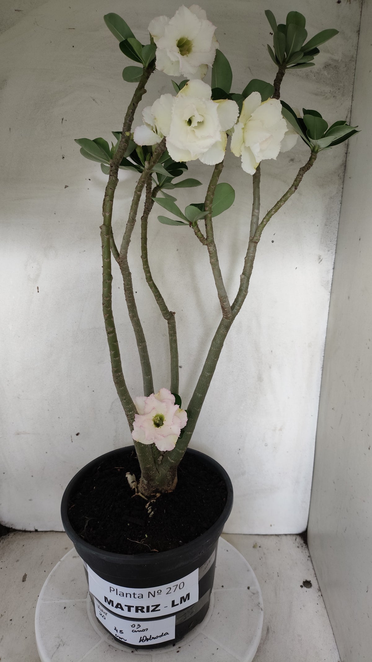 MATRIZ Planta Dobrada 270 –  45cm – 03 anos - Vaso 20