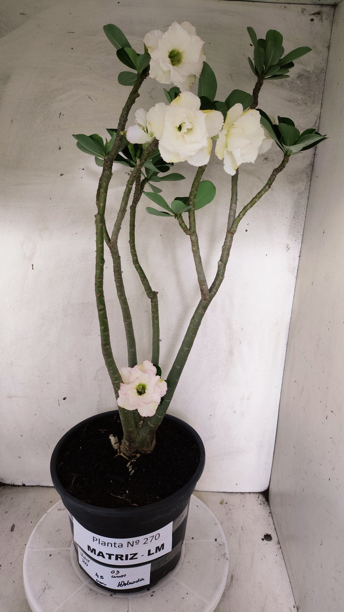 MATRIZ Planta Dobrada 270 –  45cm – 03 anos - Vaso 20