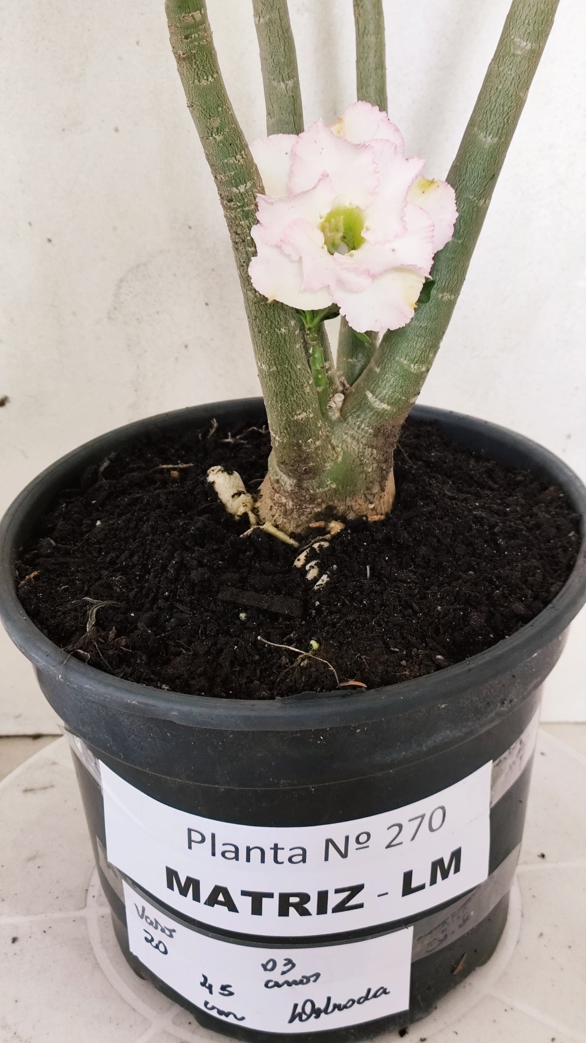 MATRIZ Planta Dobrada 270 –  45cm – 03 anos - Vaso 20