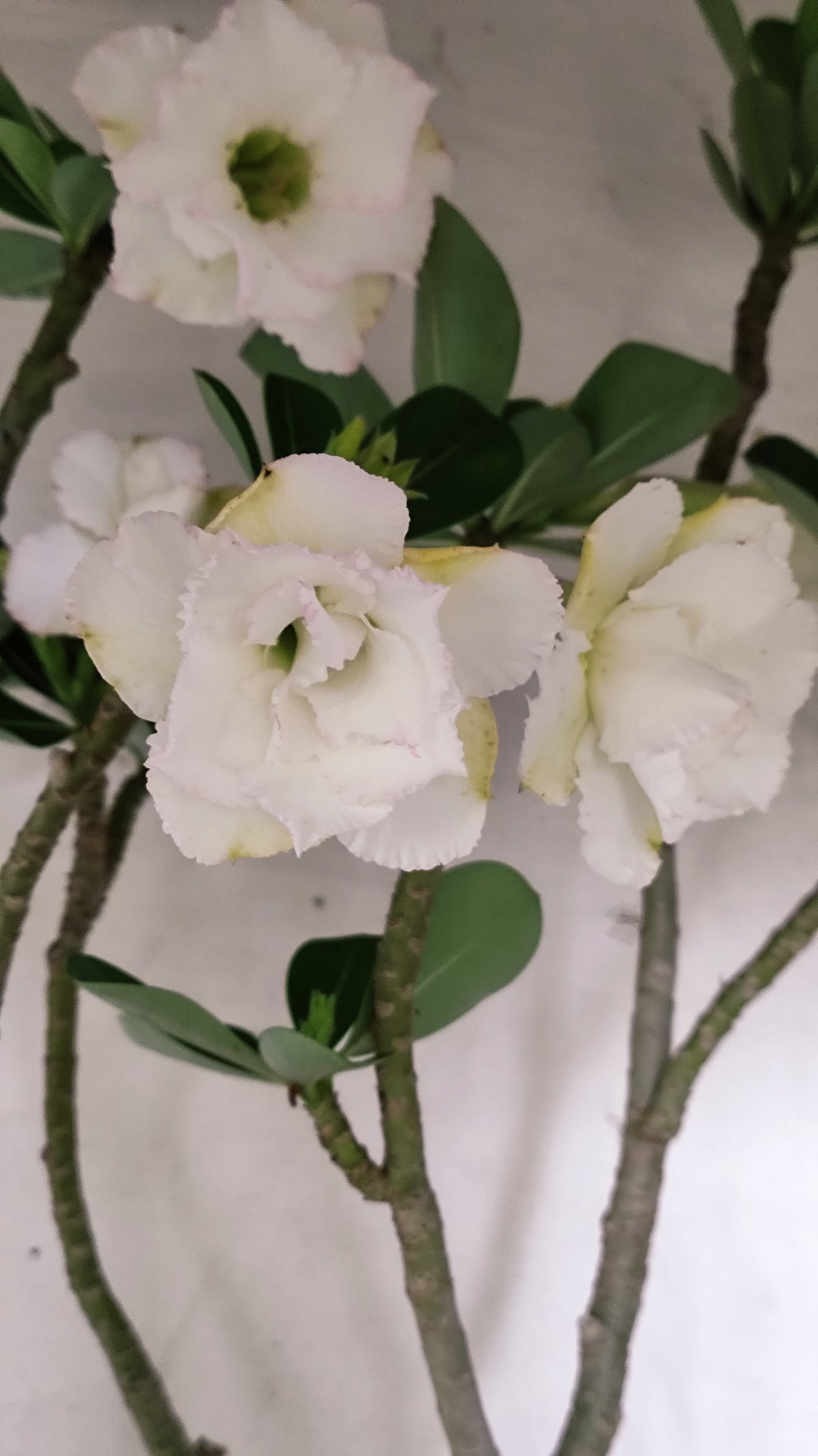MATRIZ Planta Dobrada 270 –  45cm – 03 anos - Vaso 20