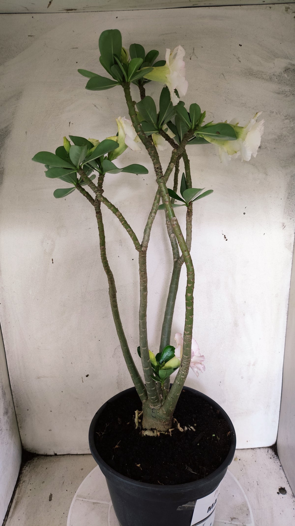 MATRIZ Planta Dobrada 270 –  45cm – 03 anos - Vaso 20