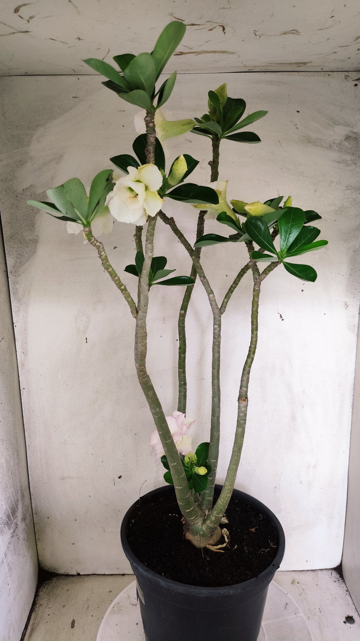 MATRIZ Planta Dobrada 270 –  45cm – 03 anos - Vaso 20