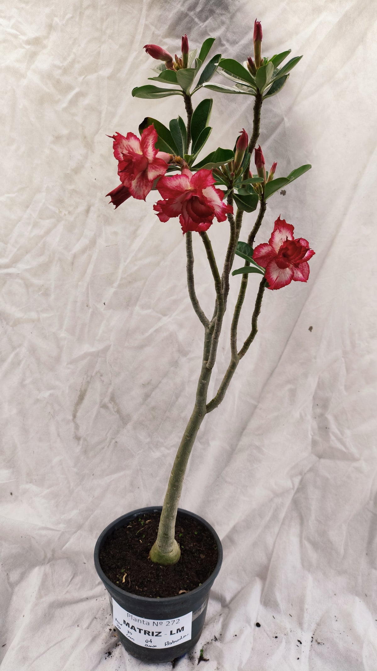 MATRIZ Planta Dobrada 272 –  70cm – 04 anos - Vaso 20